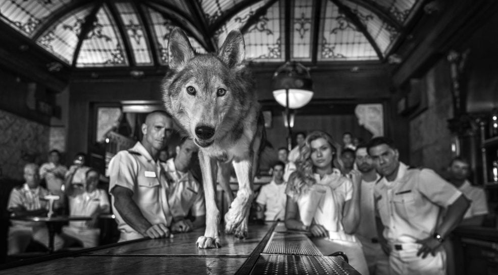 David Yarrow - Top Gun