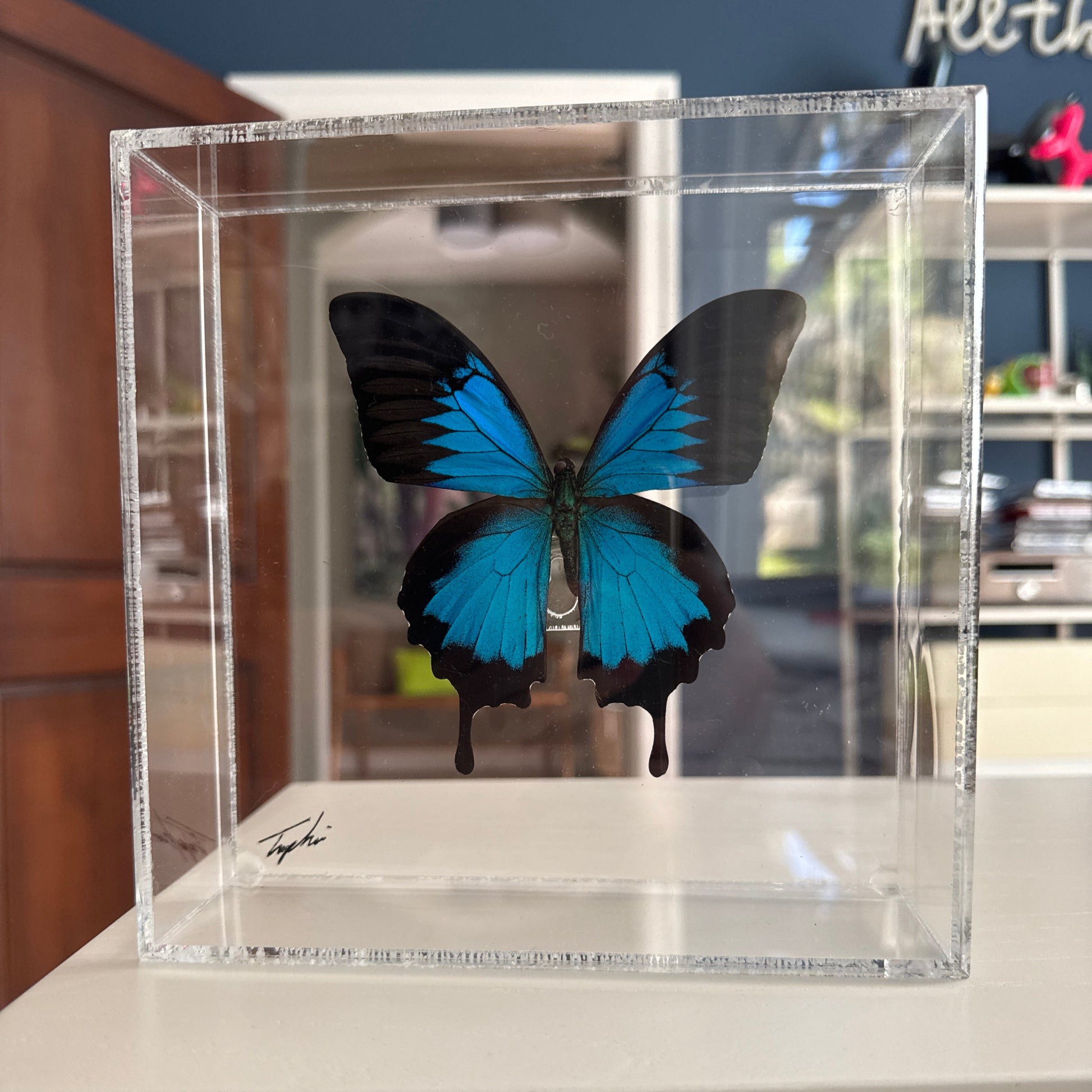 black and blue swallowtail butterfly in acrylic box