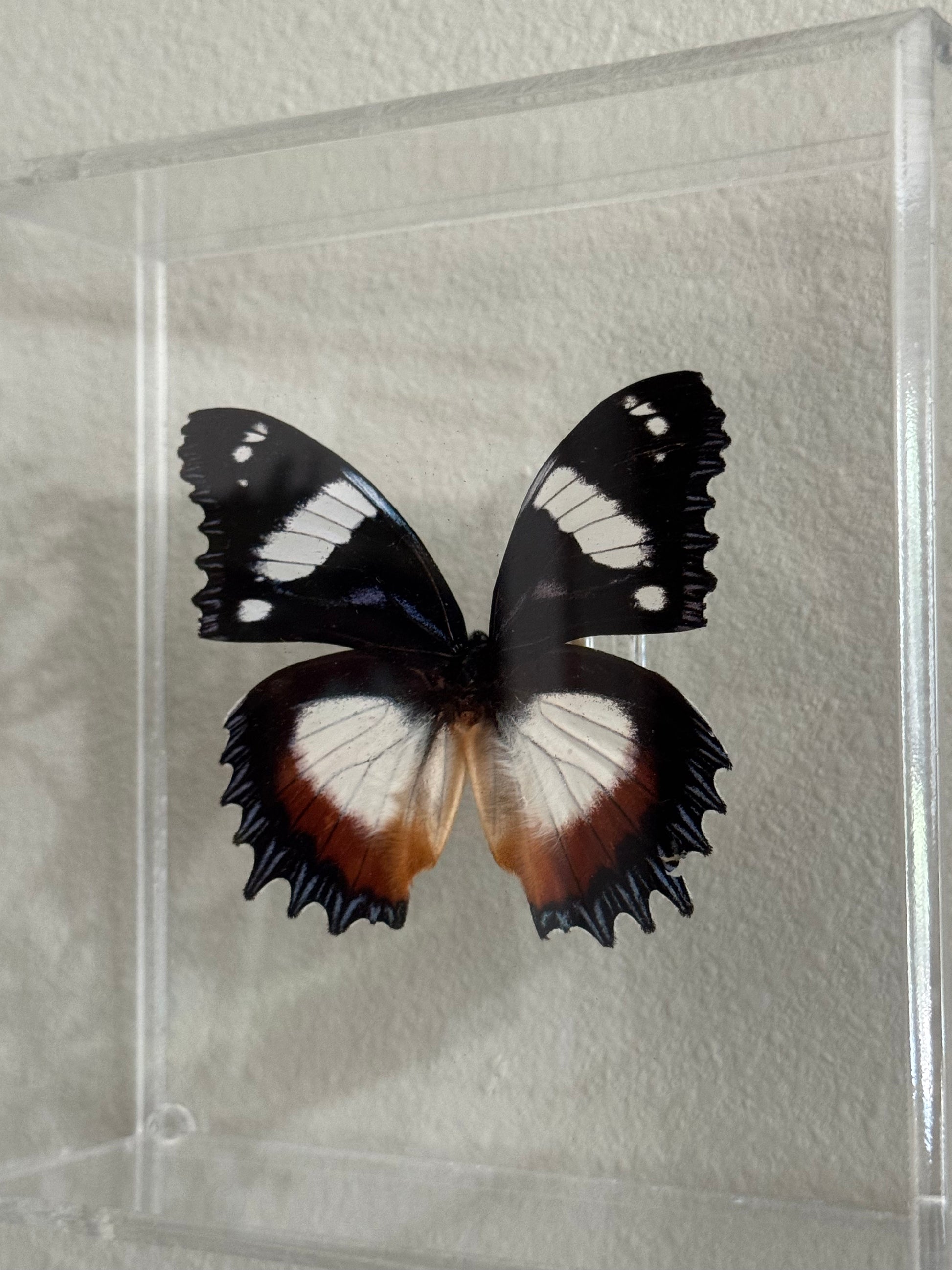 black, white, and brown butterfly mounted in an acrylic box