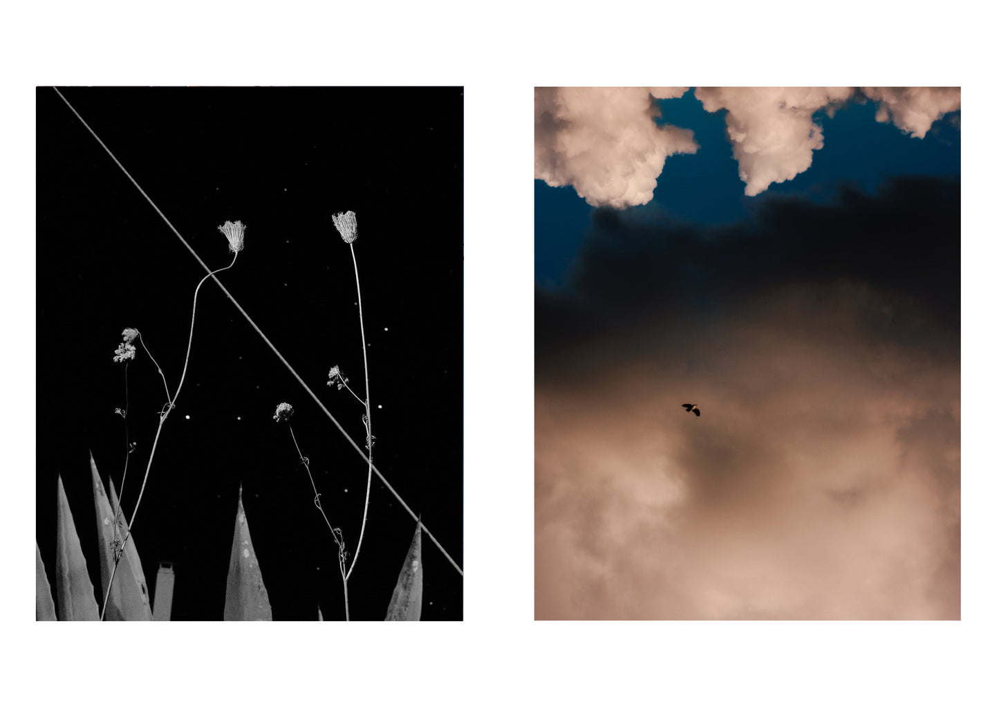 Two side-by-side images: one of plants against a black background, the other of a bird against a sunset sky.