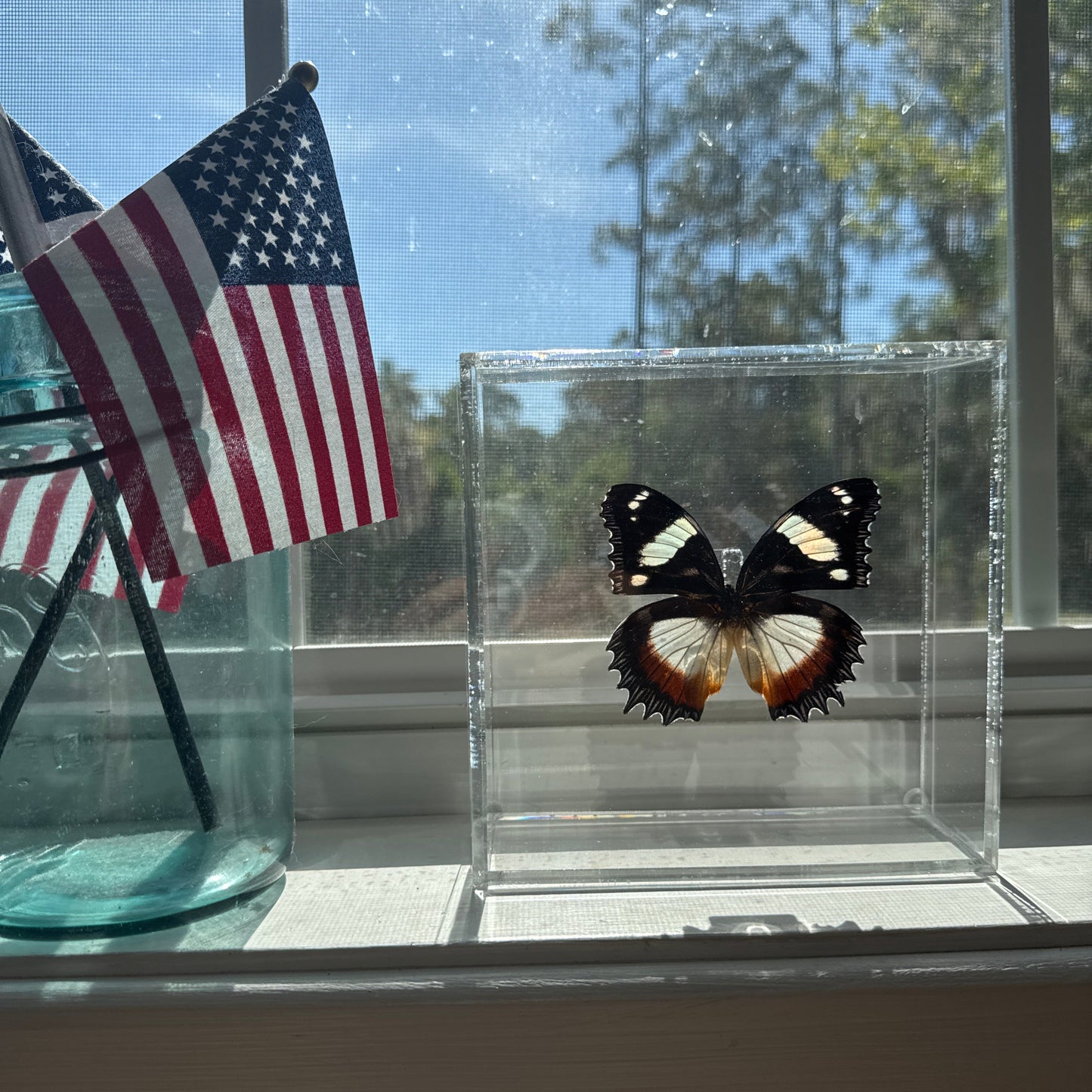 Framed Butterfly - Hypolimnas Dexithea