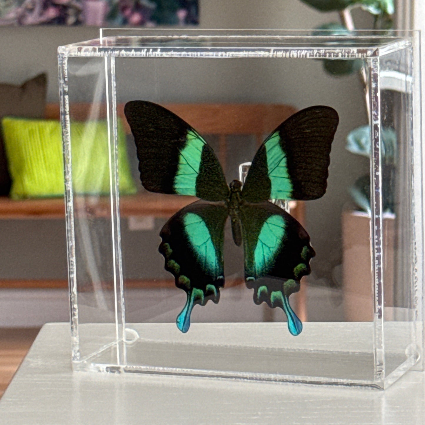 Framed Butterfly - Peacock Swallowtail (Blumei)