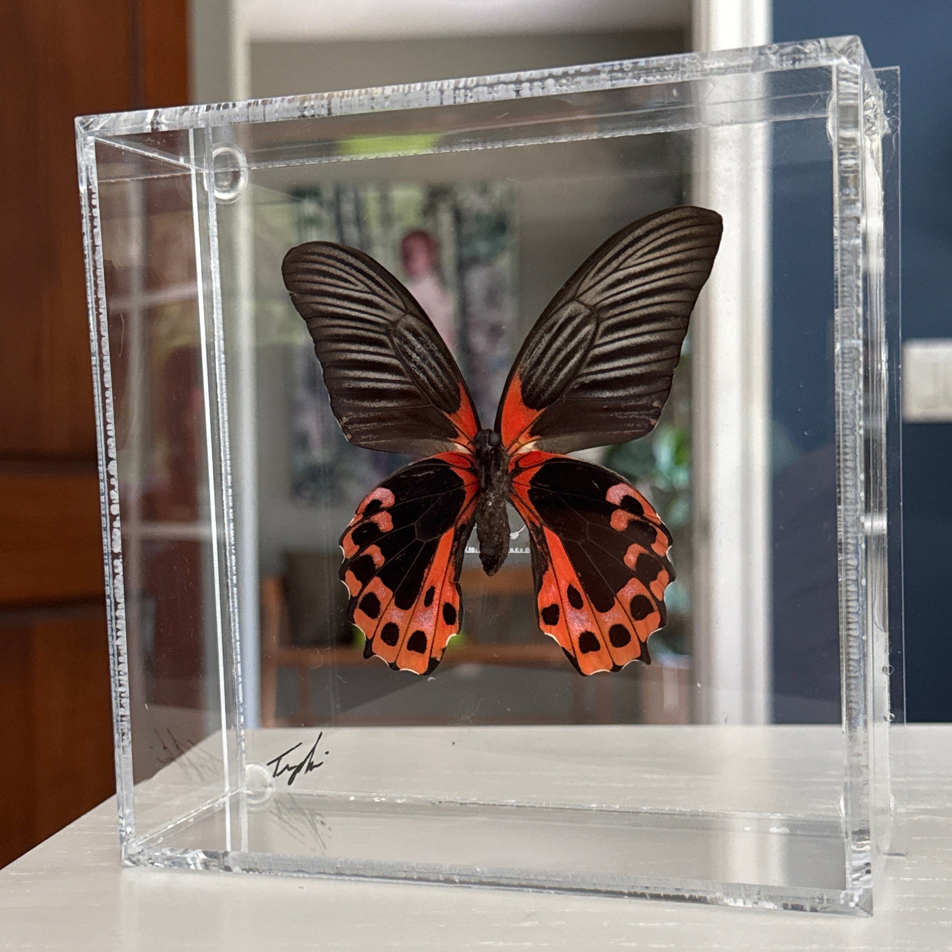 black and red butterfly in acrylic shadow box
