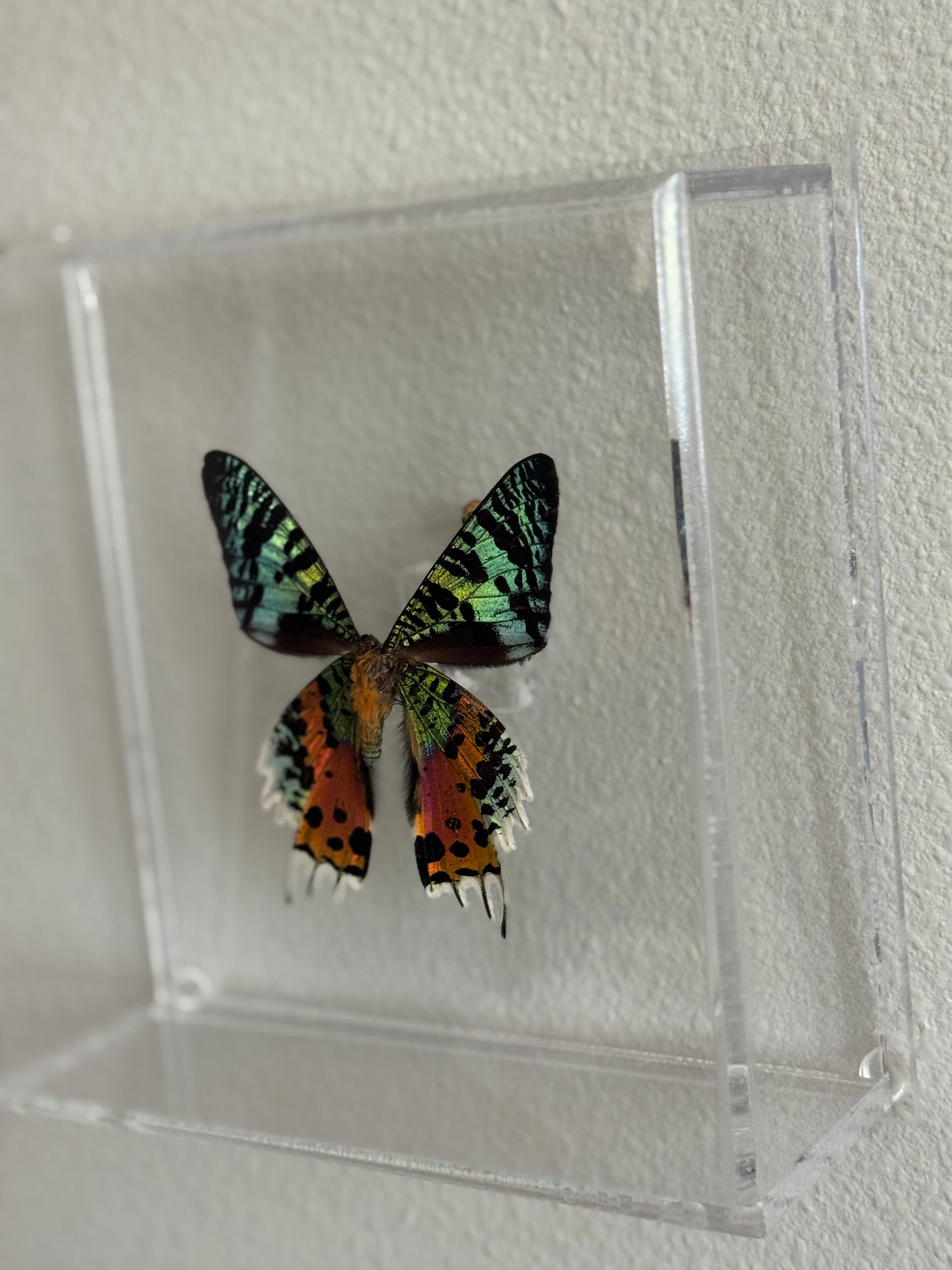 multicolored butterfly mounted in an acrylic box