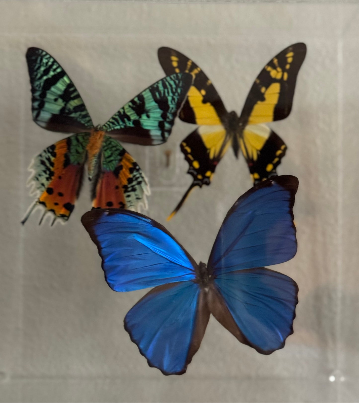 a blue butterfly, multicolored butterfly, and yellow butterfly mounted in an acrylic box.