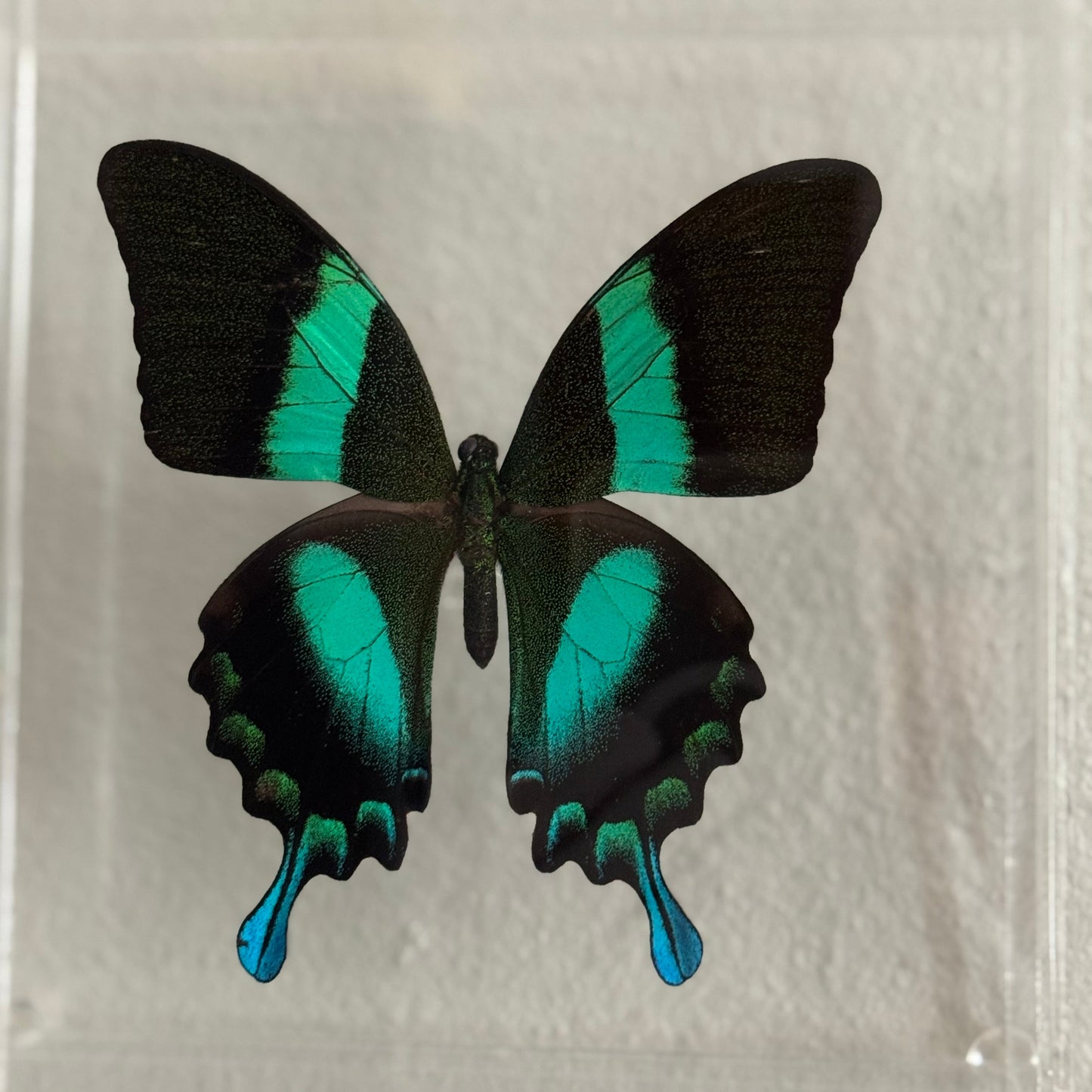 Blumei Butterfly in acrylic box