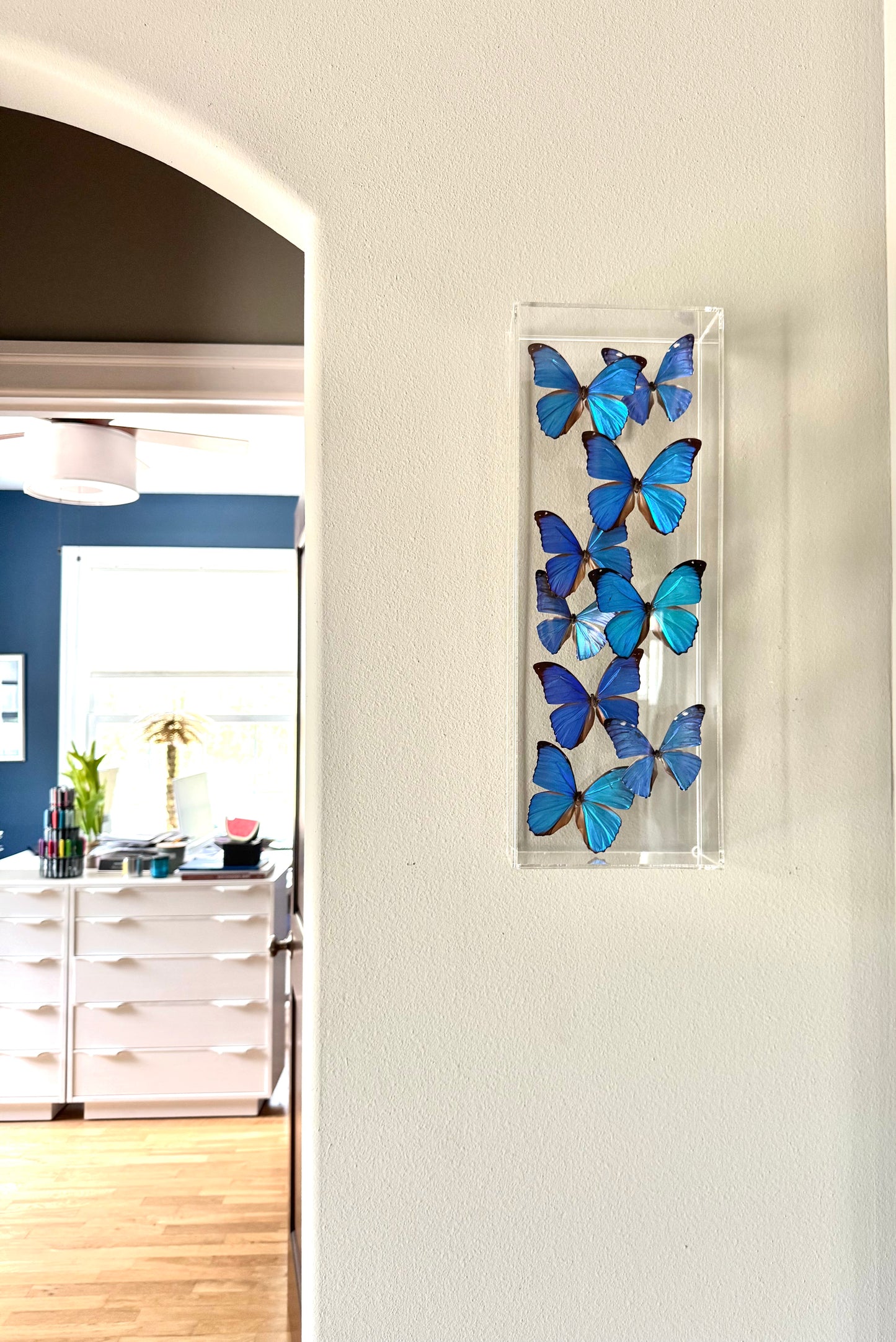 blue and black butterflies in an acrylic shadowbox.