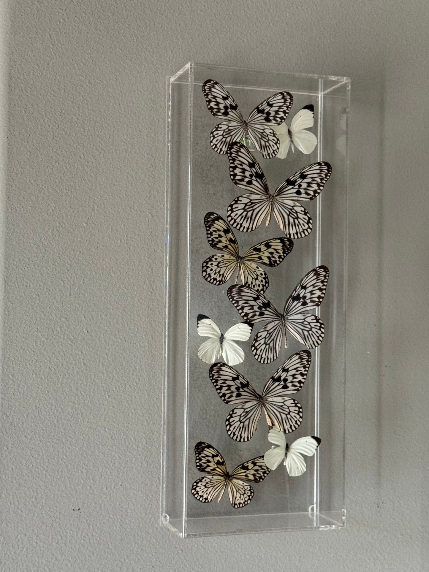 white and black butterflies mounted in a shadowbox.