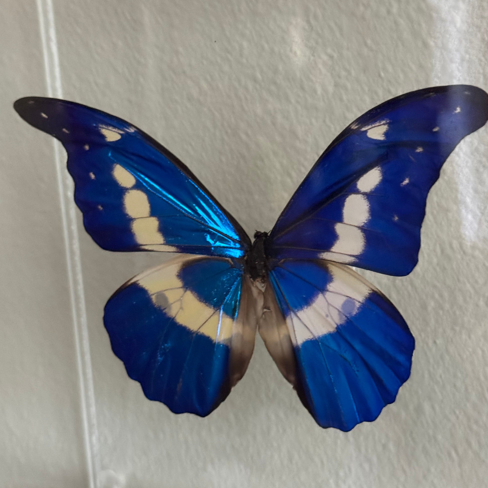 blue and white butterfly mounted in an acrylic shadowbox.