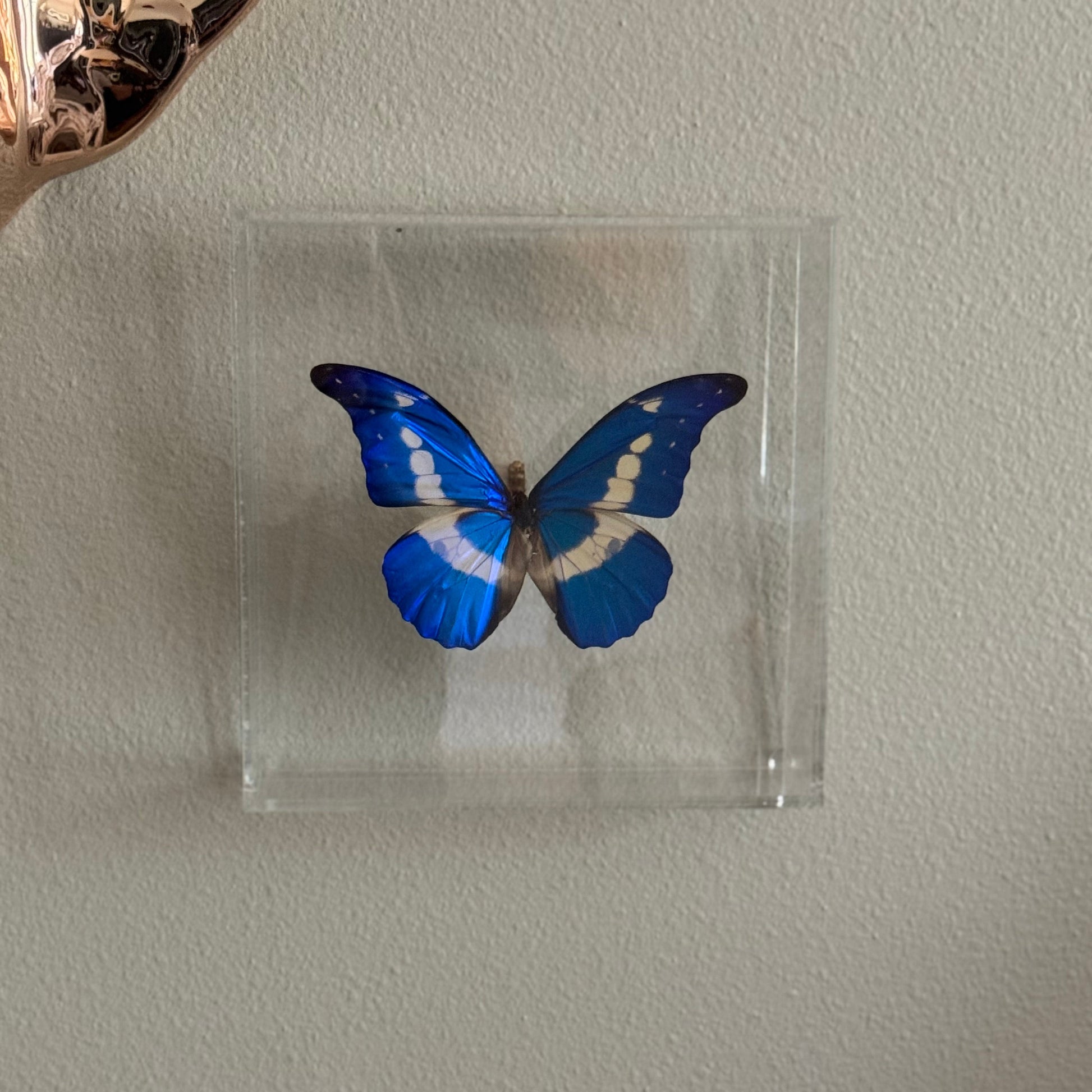 blue and white butterfly mounted in an acrylic shadowbox