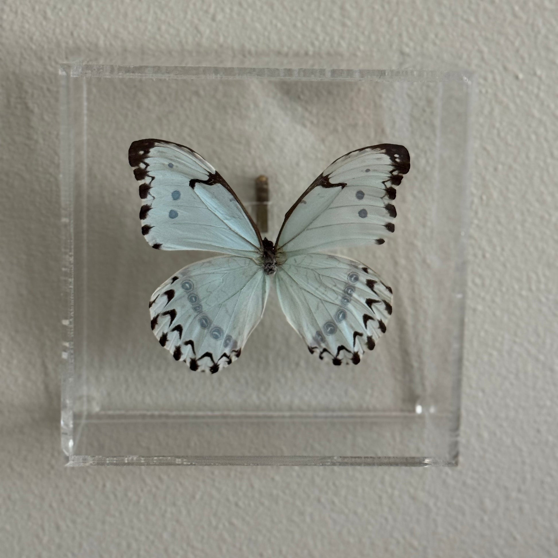 light blue and black butterfly mounted in an acrylic shadowbox.