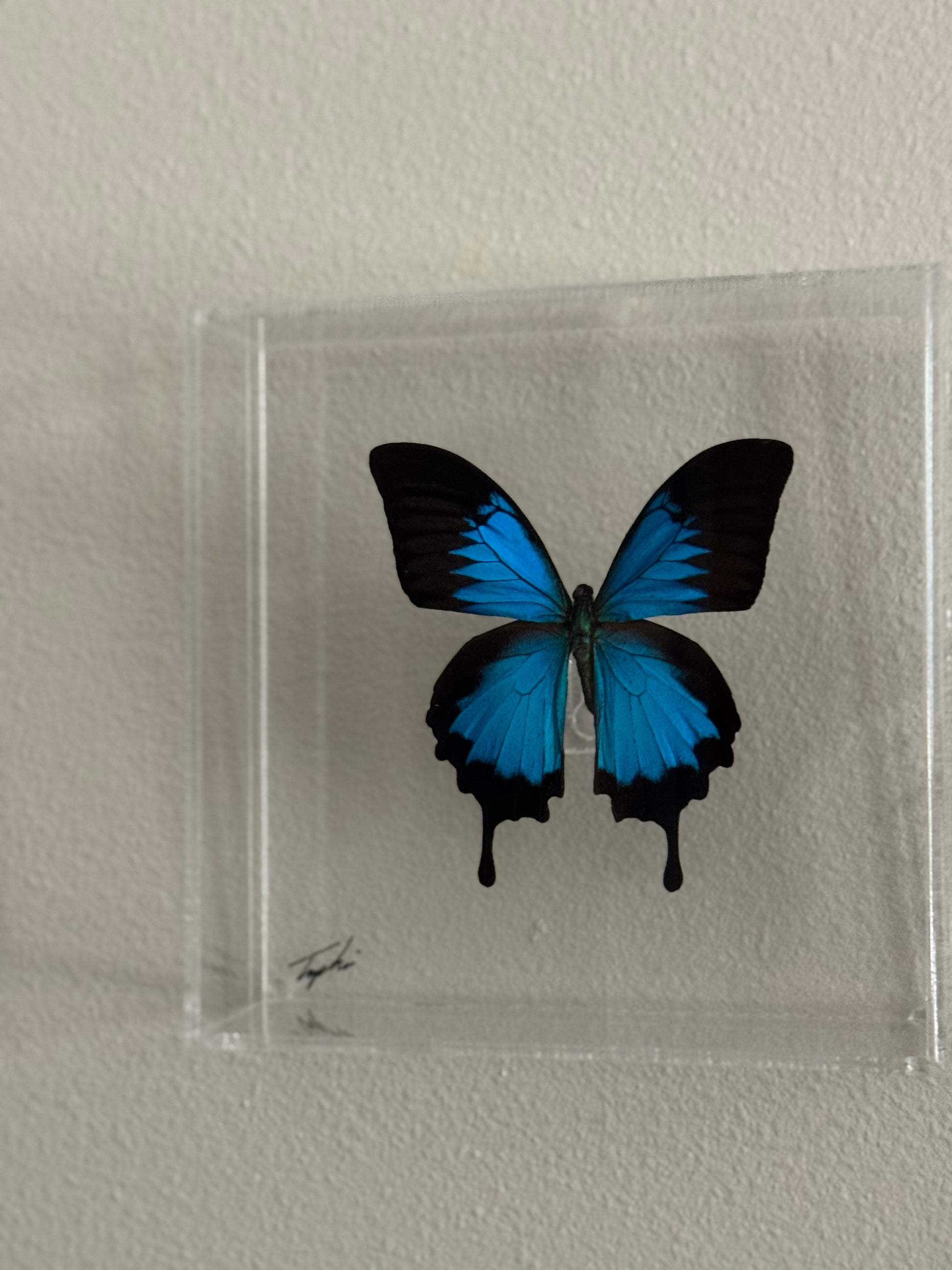 black and blue butterfly in an acrylic shadowbox.