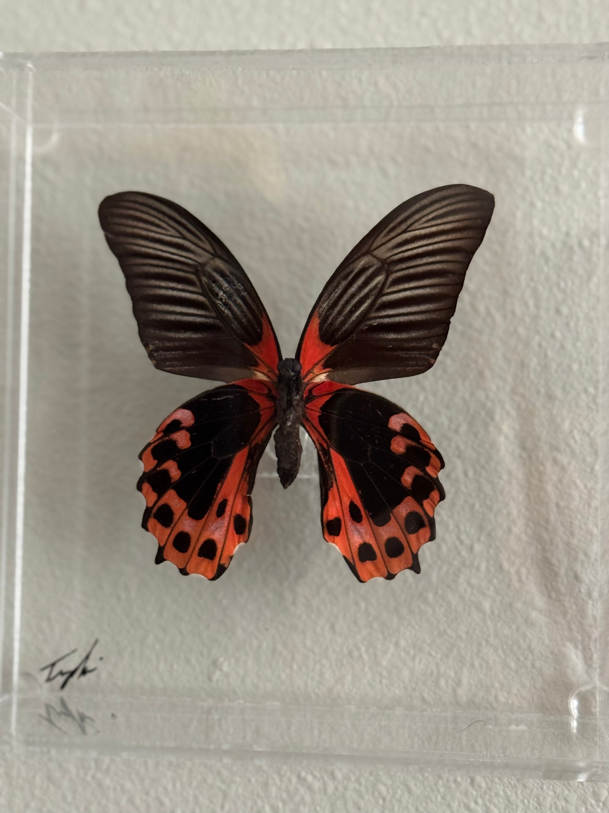 black, pink, and red butterfly mounted in an acrylic box