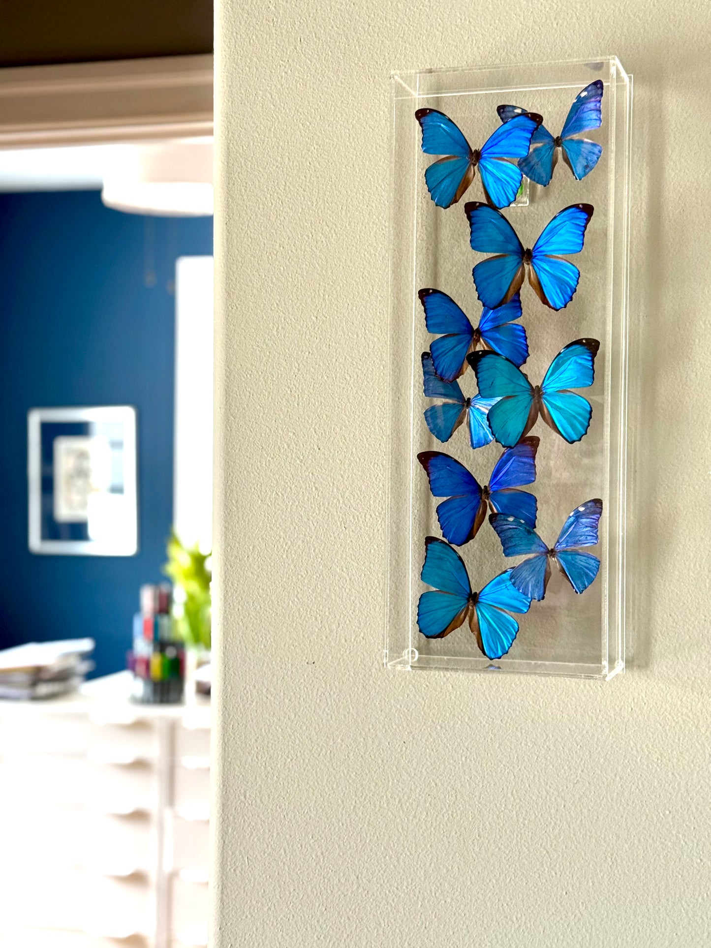 blue and black butterflies in an acrylic shadowbox.