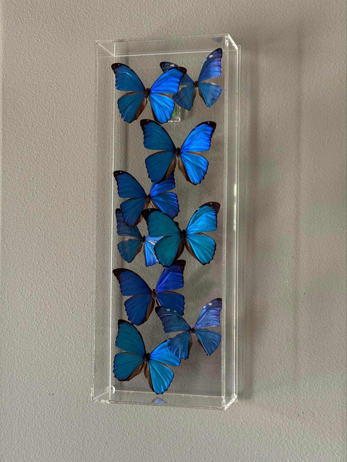 blue and black butterflies in an acrylic shadowbox.