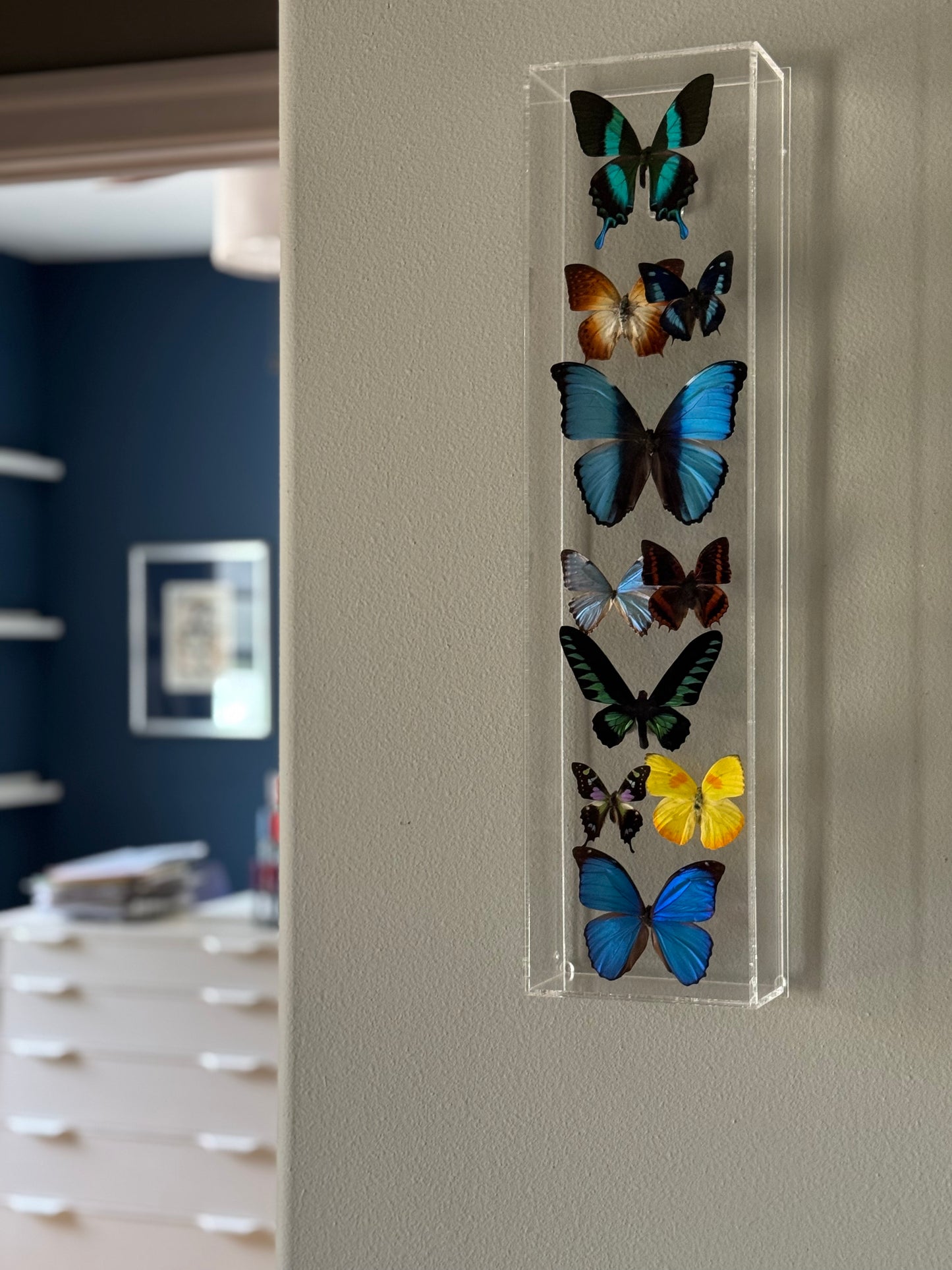 multicolored butterflies mounted in a vertical acrylic shadow box.