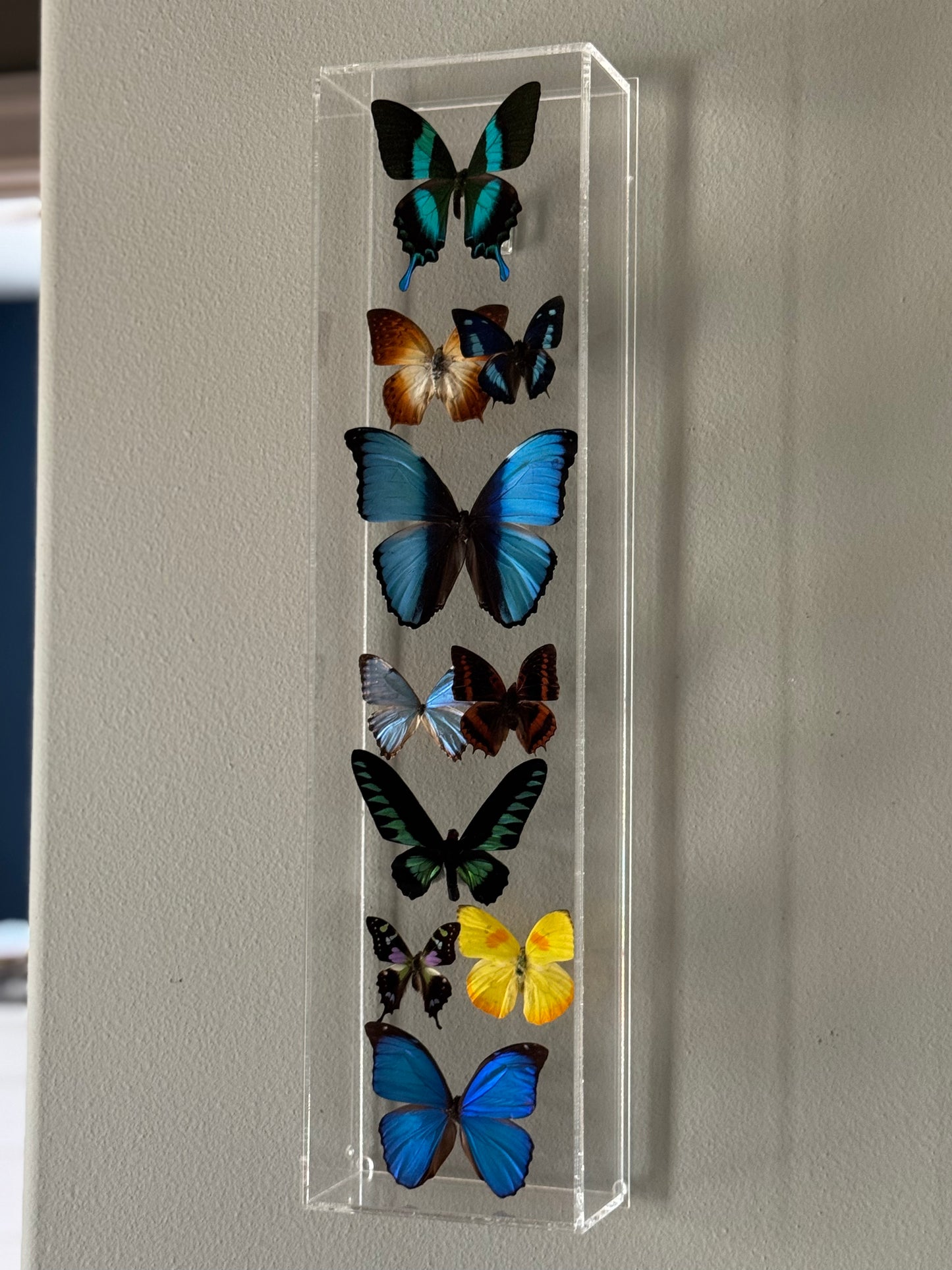 multicolored butterflies mounted in a vertical acrylic shadow box.