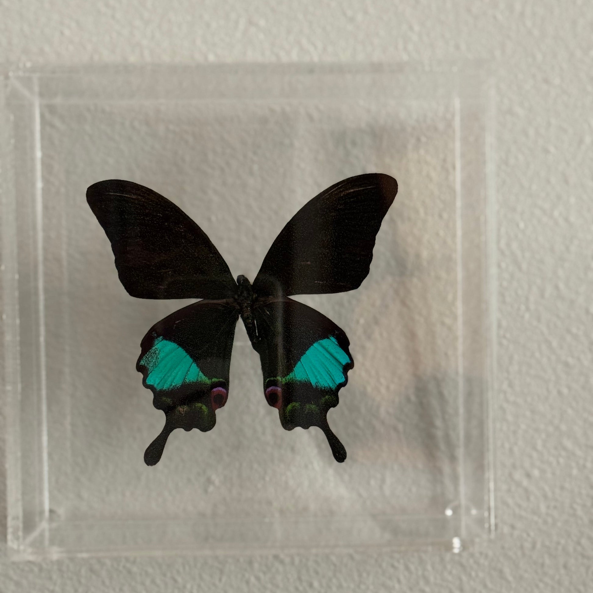 black butterfly with blue spots on bottom wings - mounted in an acrylic box