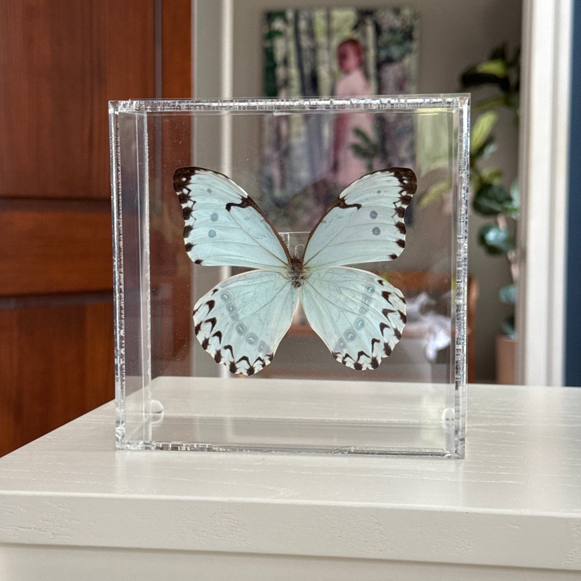 light blue and brown butterfly in acrylic shadow box
