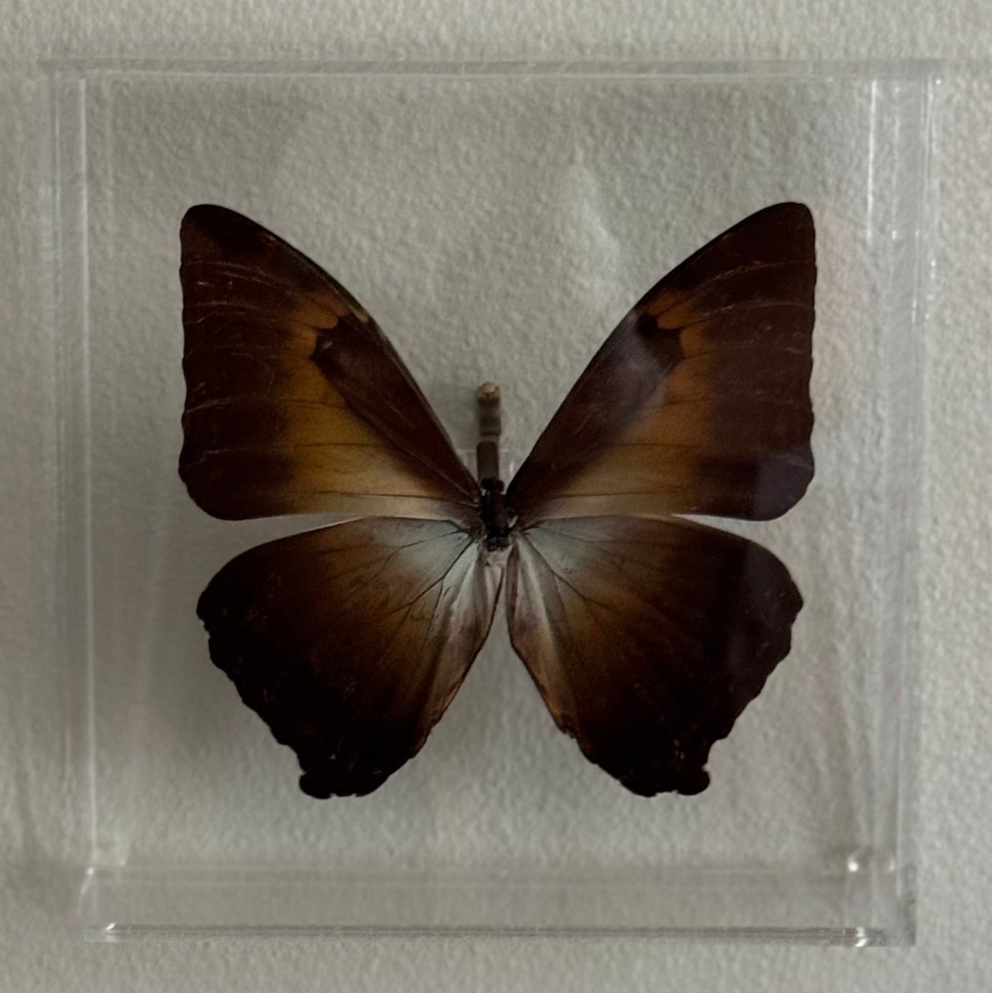 brown butterfly in acrylic shadow box
