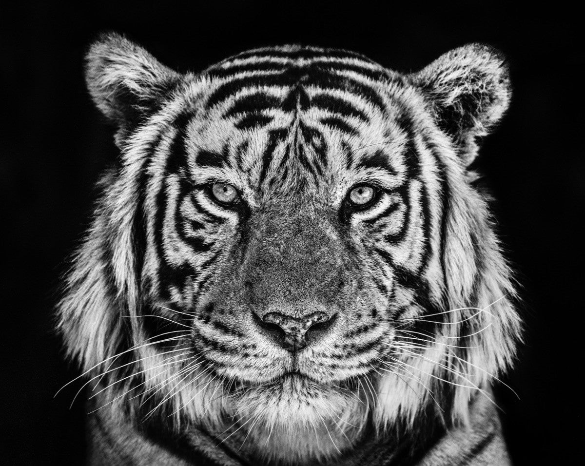 David Yarrow