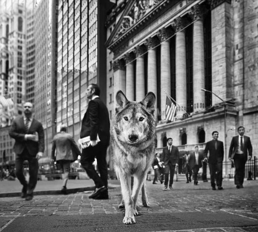 wolf on WallStreet in Manhattan NYC
