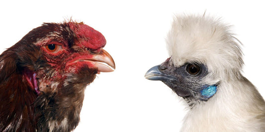 Two chickens, one with a red face and the other with a white face and blue wattle, on a white background.
