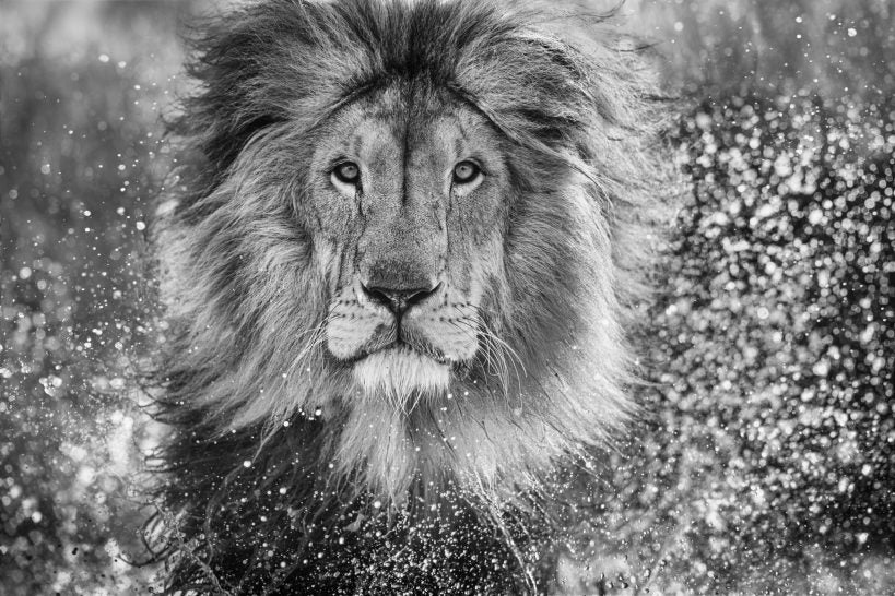 black and white portrait photograph of African Lion