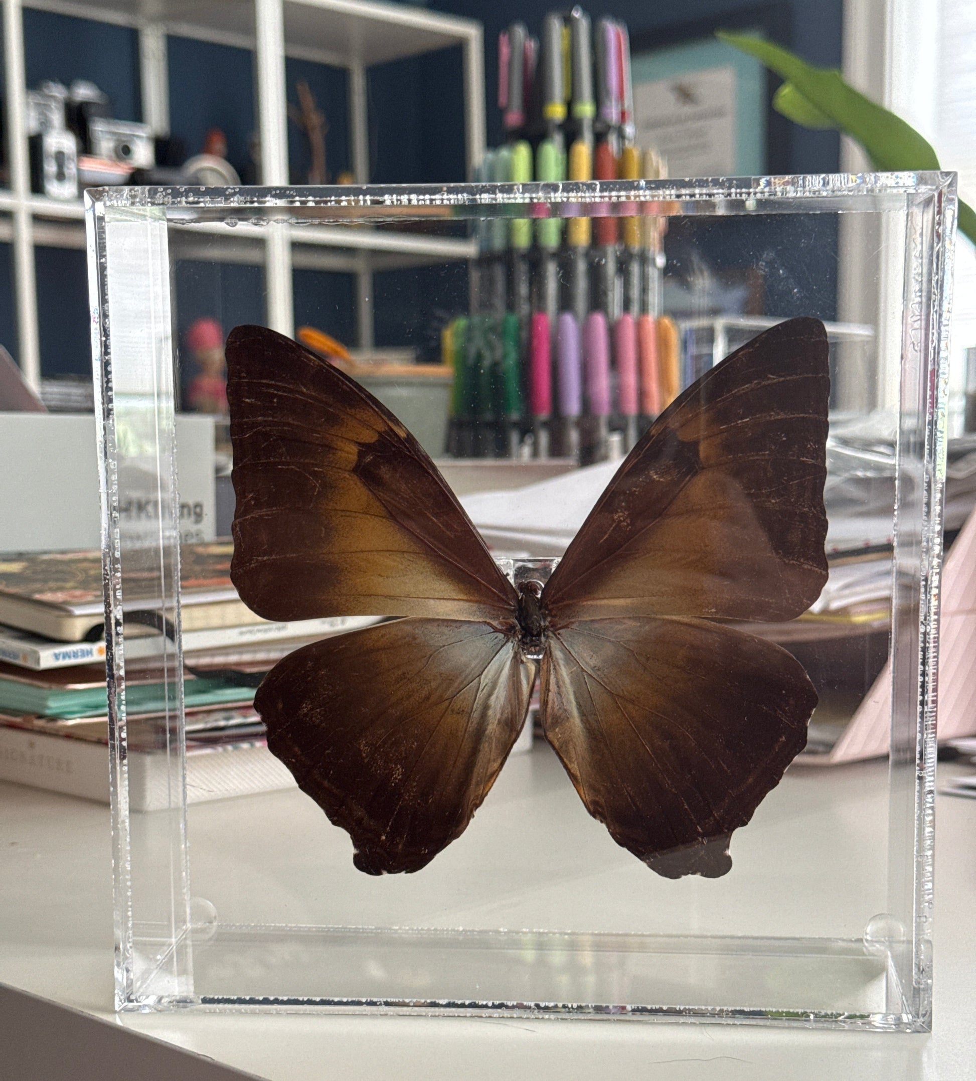 brown colored butterfly in acrylic shadow box