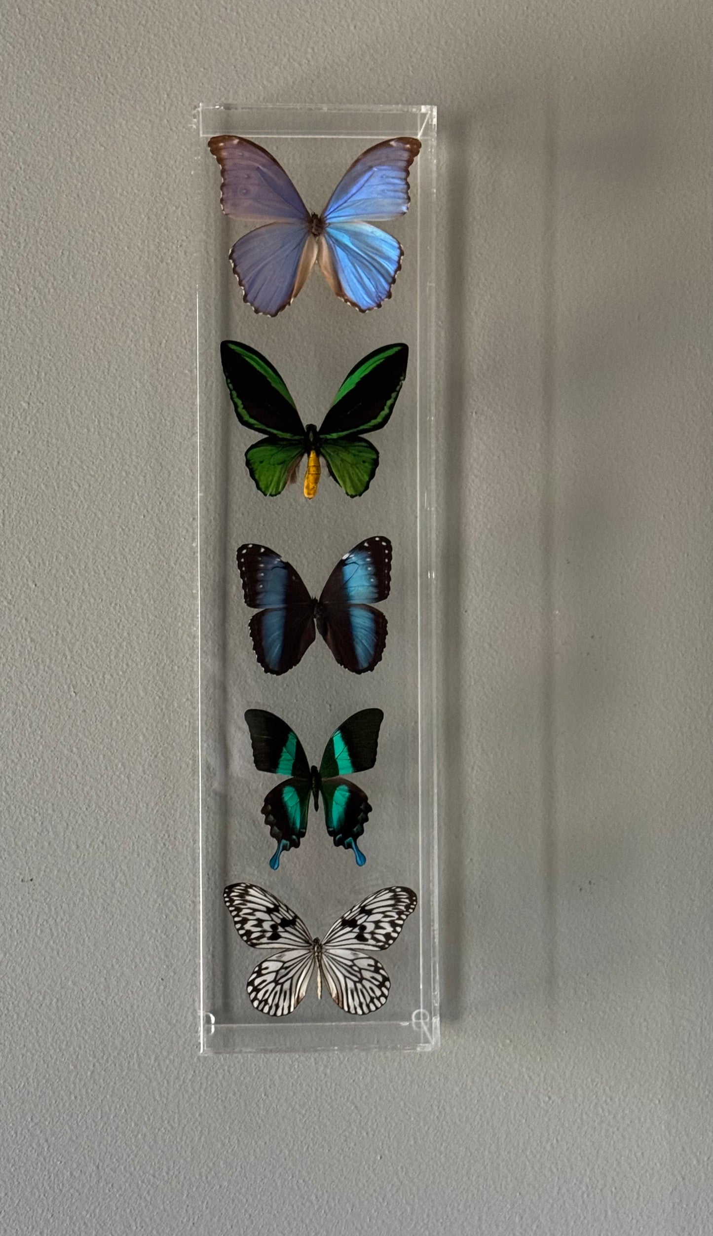 Five Framed Butterflies