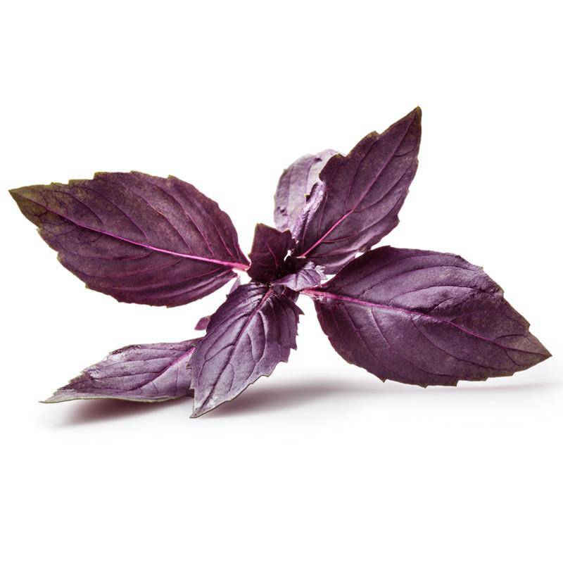 Purple basil leaves on a white background