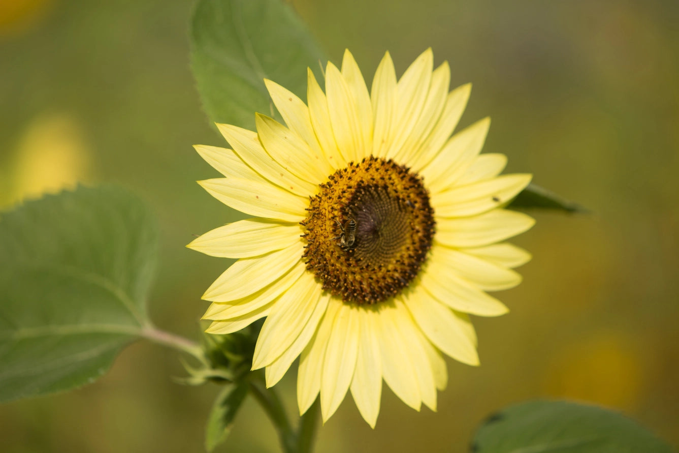 Close-up of a sunflower with a blurred green background