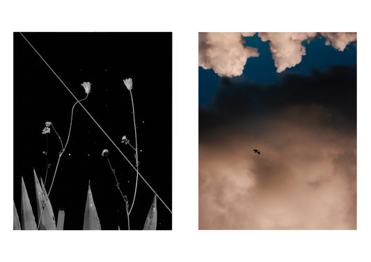 Two side-by-side images: one of plants against a black background, the other of a bird against a sunset sky.