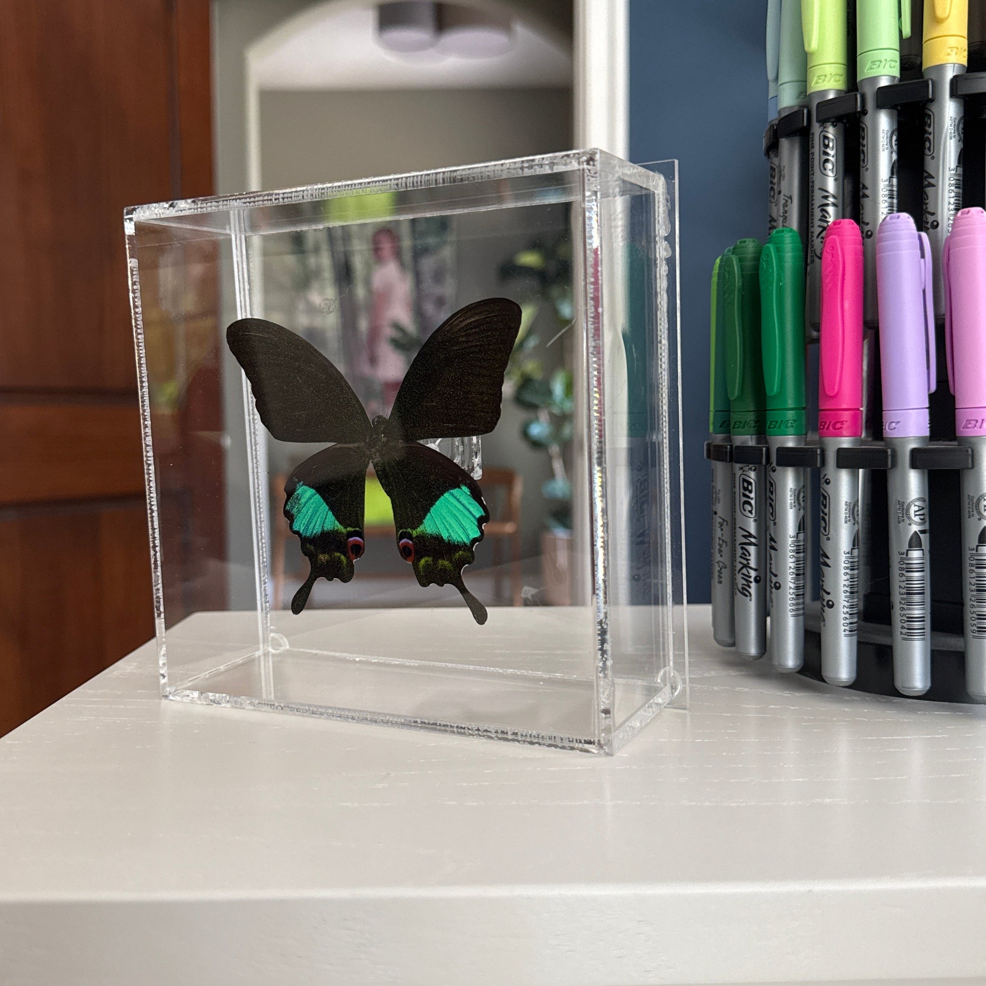 black and teal blue butterfly in acrylic box