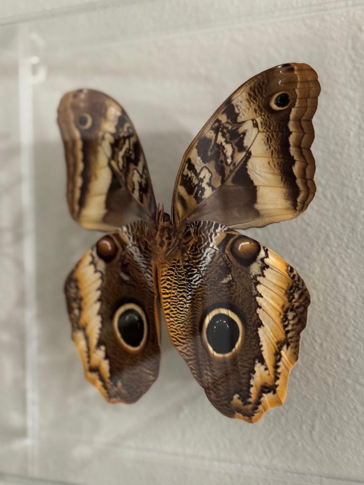 brown and black butterfly with owl eye markings mounted in an acrylic shadowbox.
