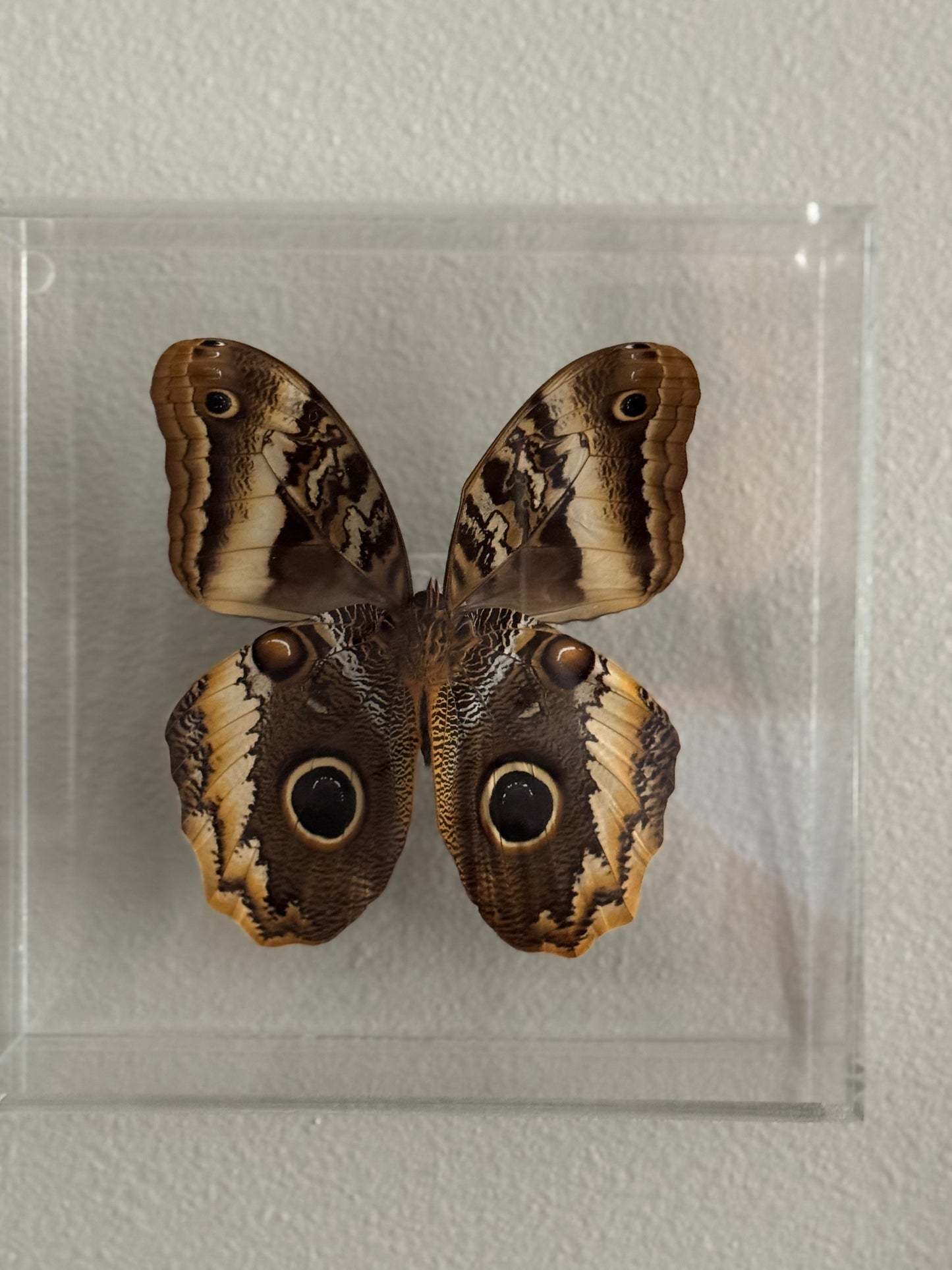 brown and black butterfly with owl eye markings mounted in an acrylic shadowbox.