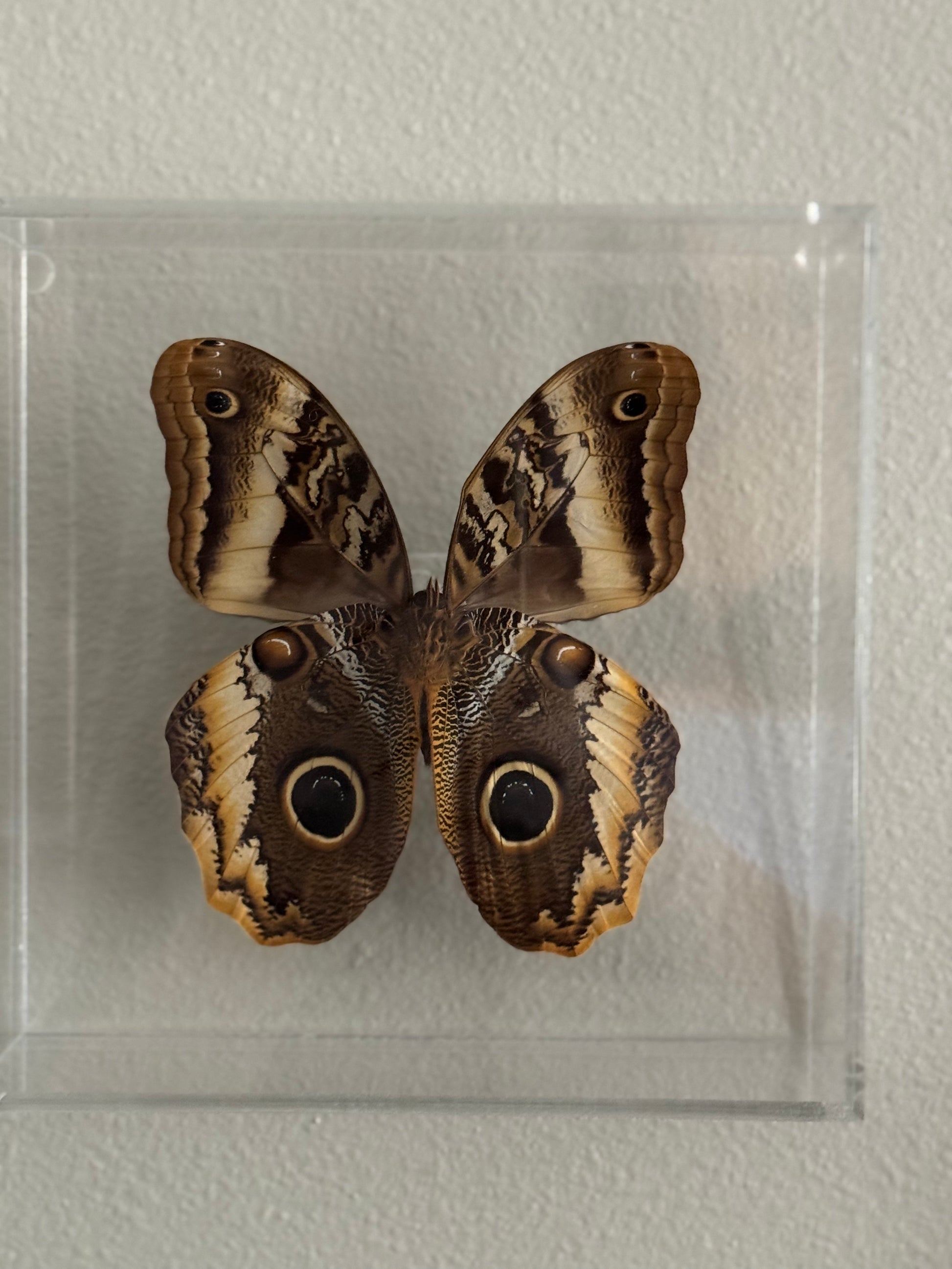 brown and black butterfly with owl eye markings mounted in an acrylic shadowbox.