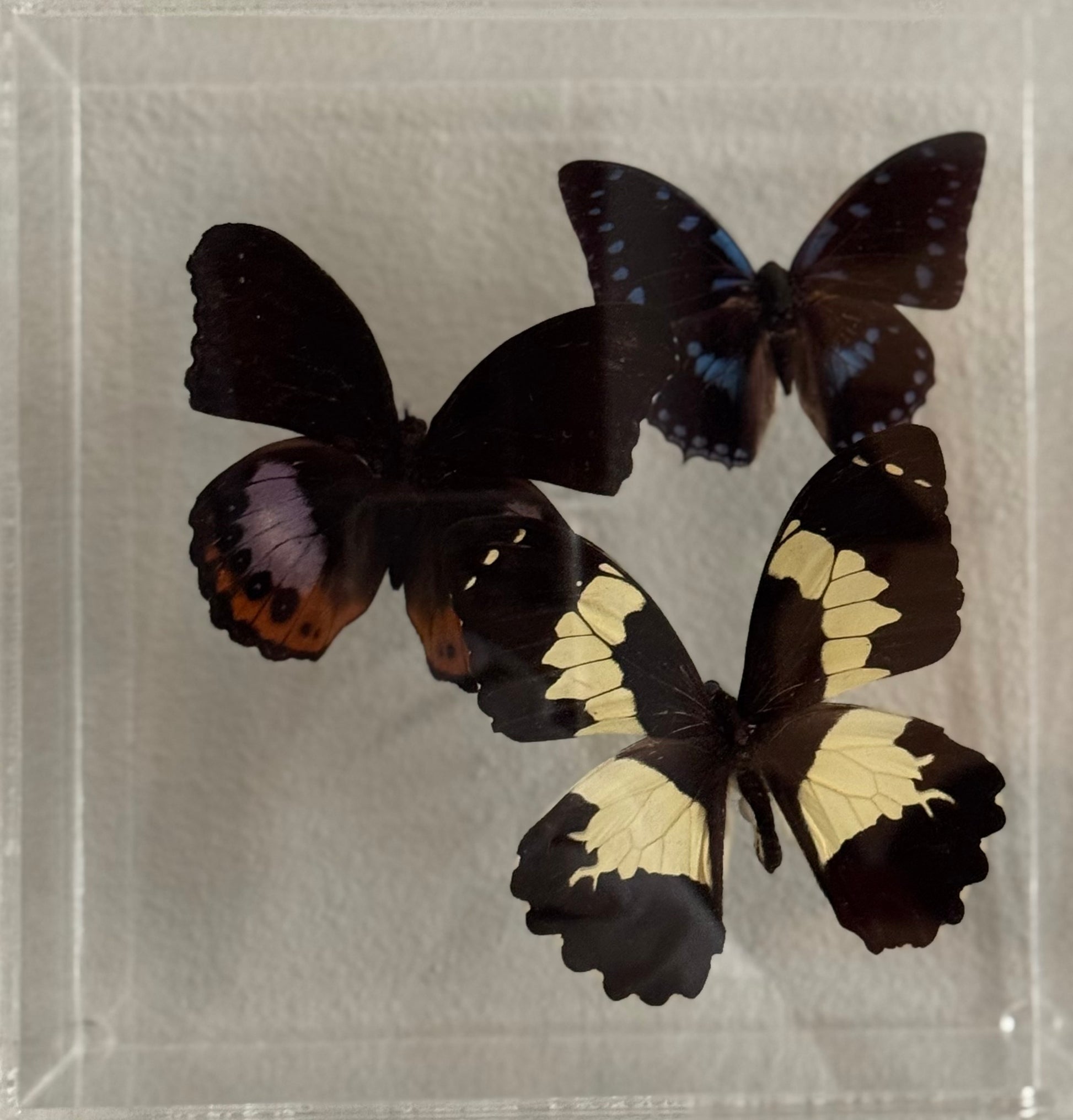 White/black butterfly, a black/purple/orange butterfly, and a black/blue butterfly mounted in acrylic. 