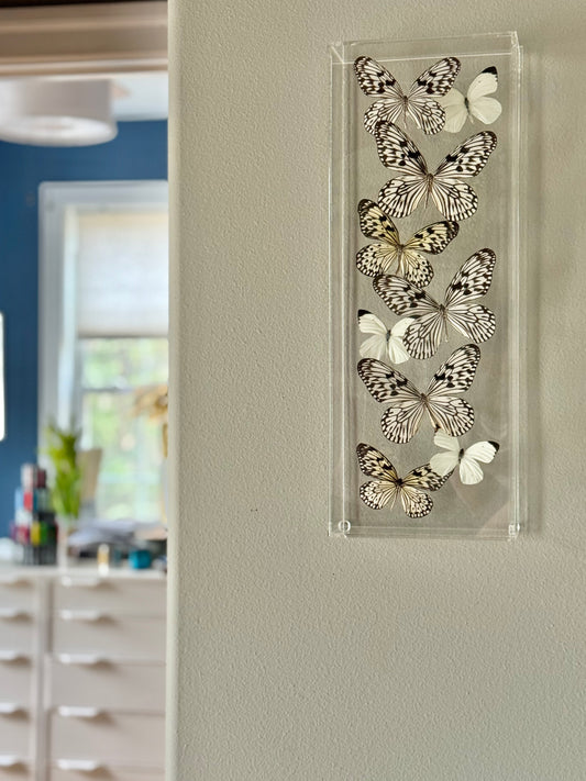 white and black butterflies mounted in a shadowbox.