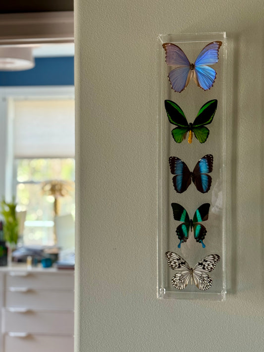 five butterflies in acrylic shadowbox. 