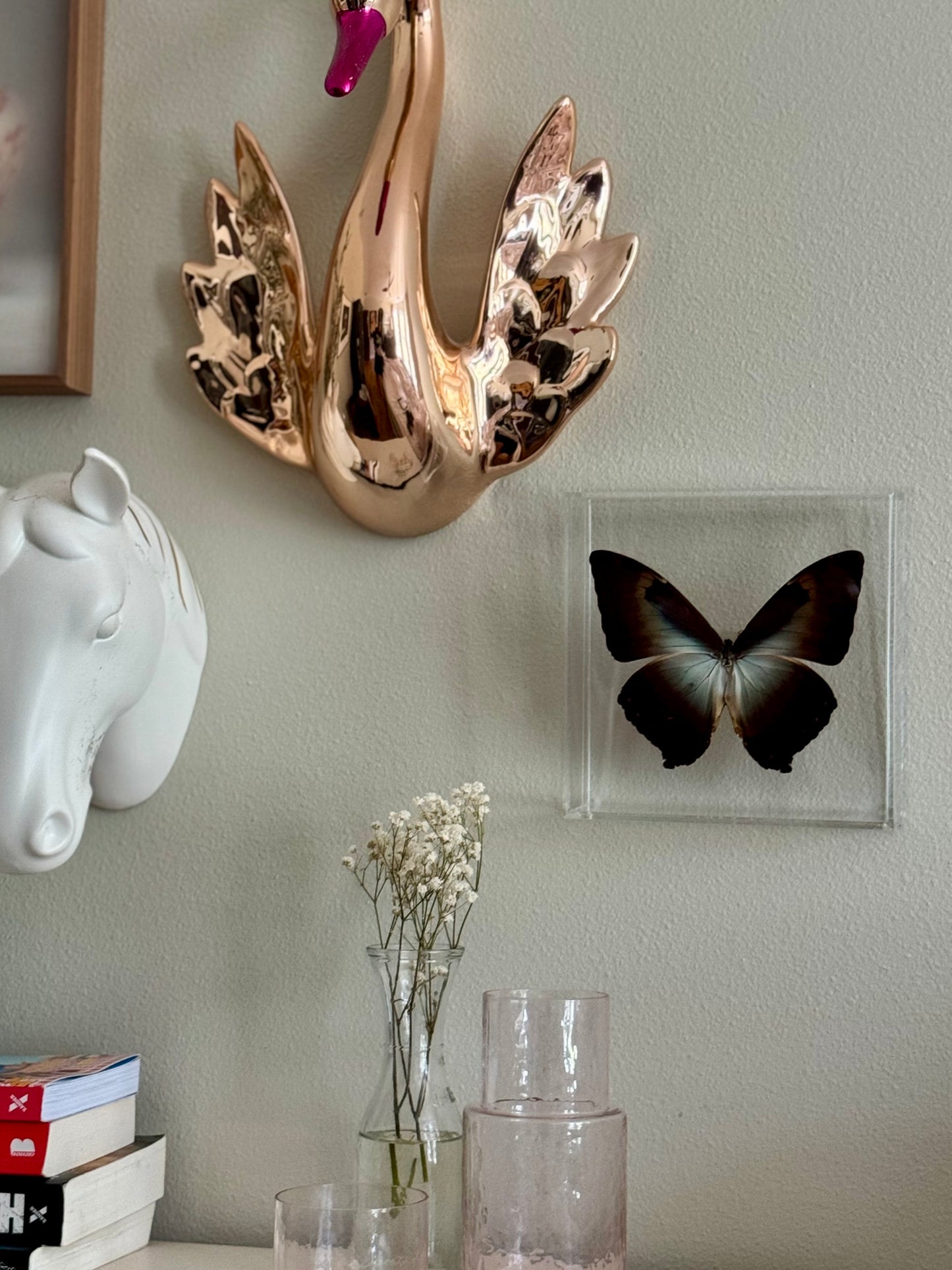 black, brown, and white butterfly mounted in acrylic hanging on a decorated wall.