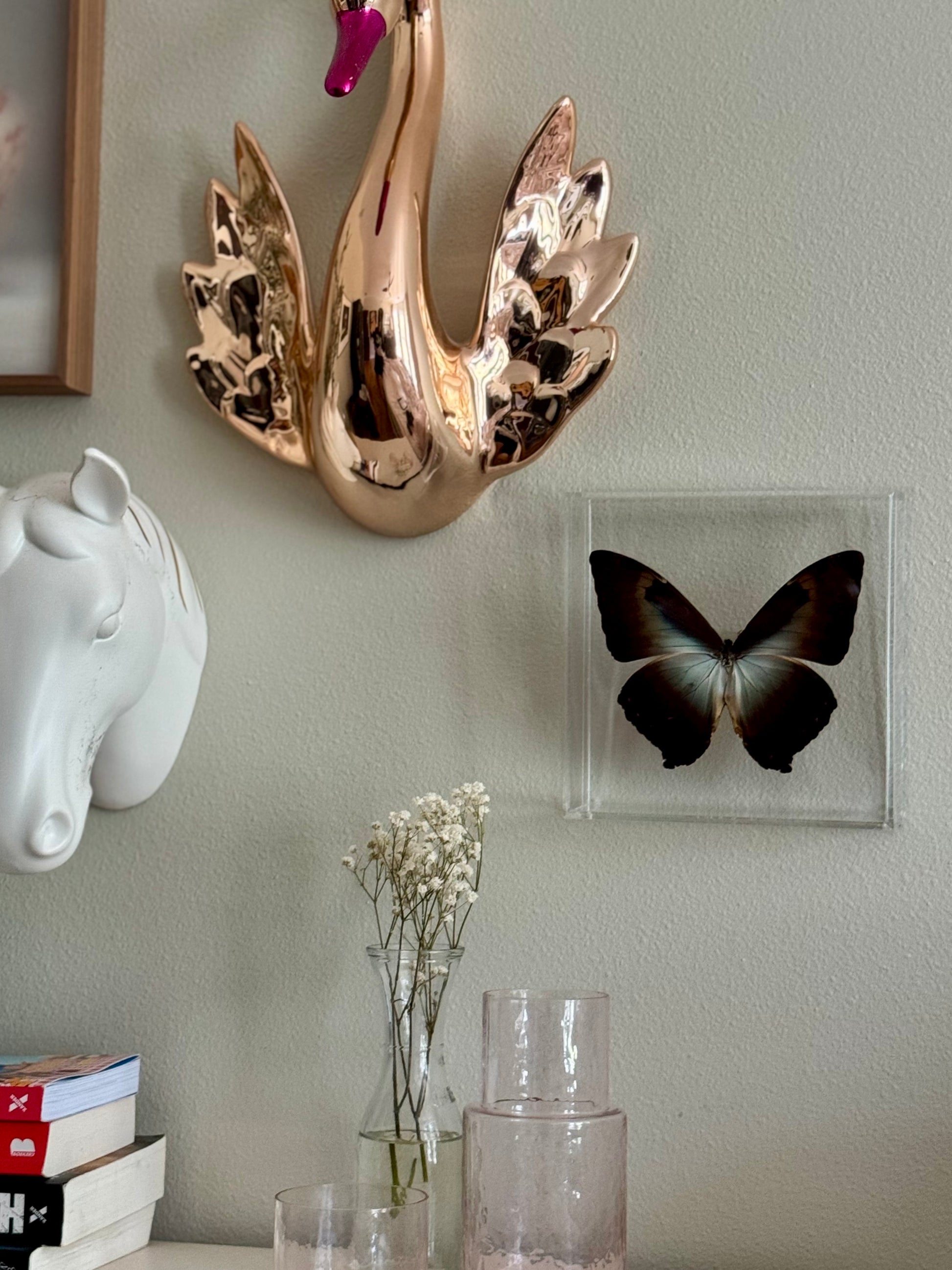 black, brown, and white butterfly mounted in acrylic hanging on a decorated wall.