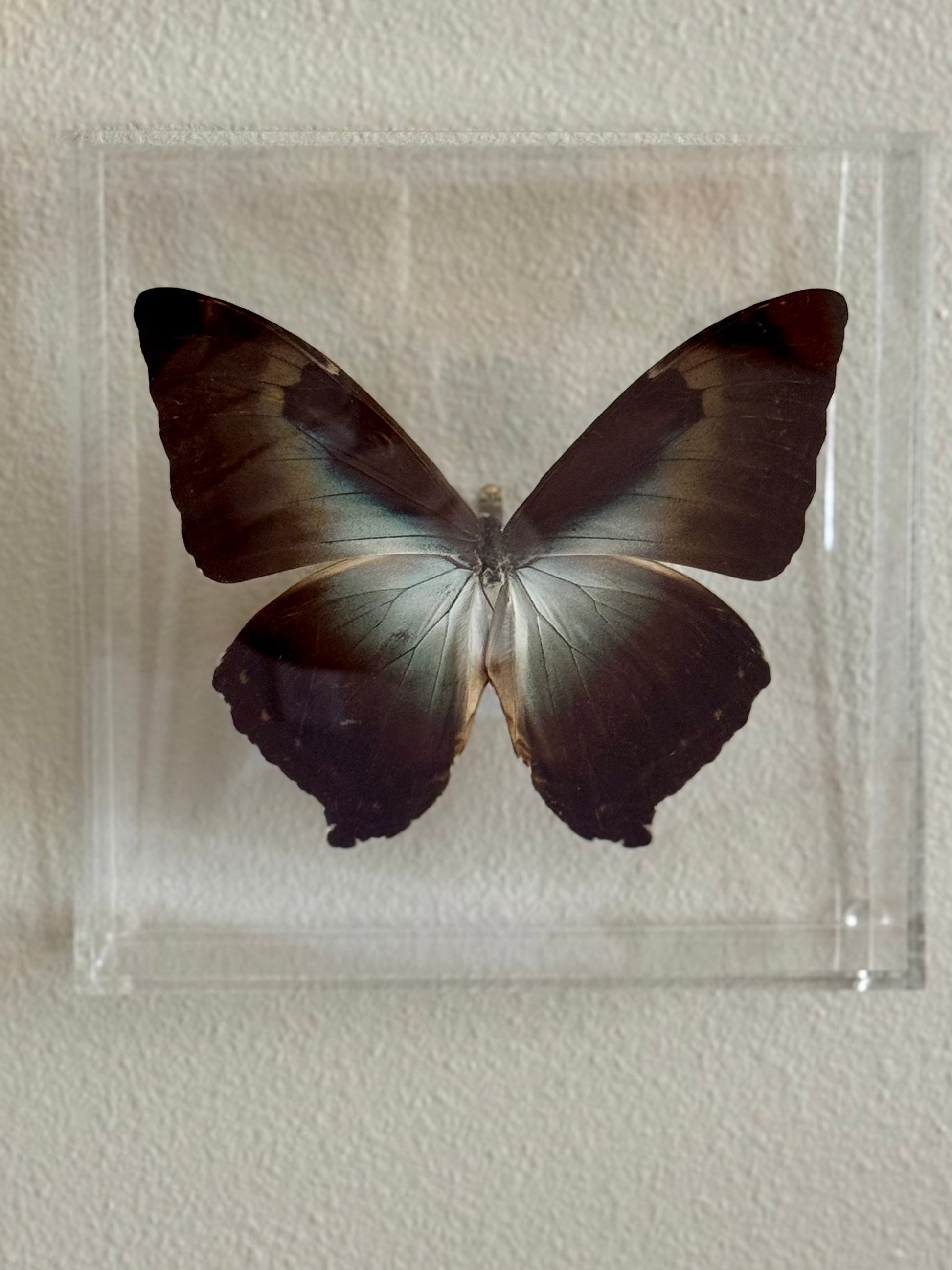 Black and brown butterfly in acrylic shadowbox.