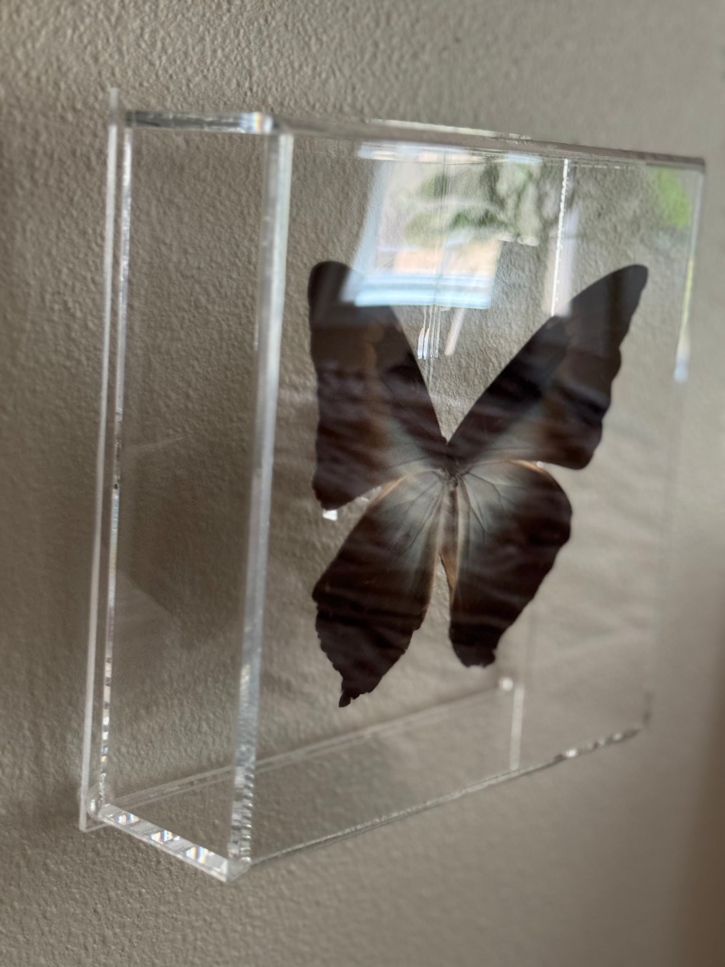 black and brown butterfly mounted in acrylic shadowbox.
