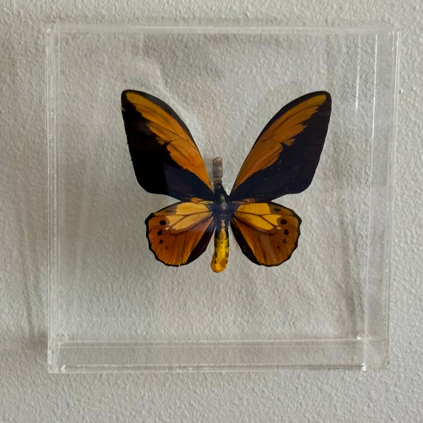 black, brown, and yellow butterfly mounted in an acrylic shadow box.