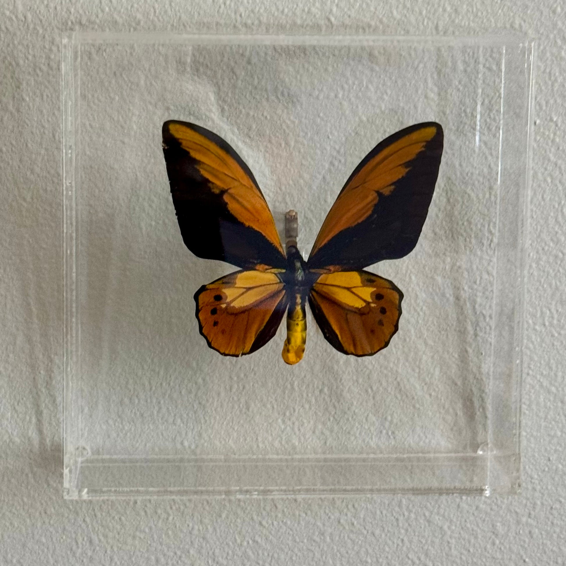 black, brown, and yellow butterfly mounted in an acrylic shadow box.