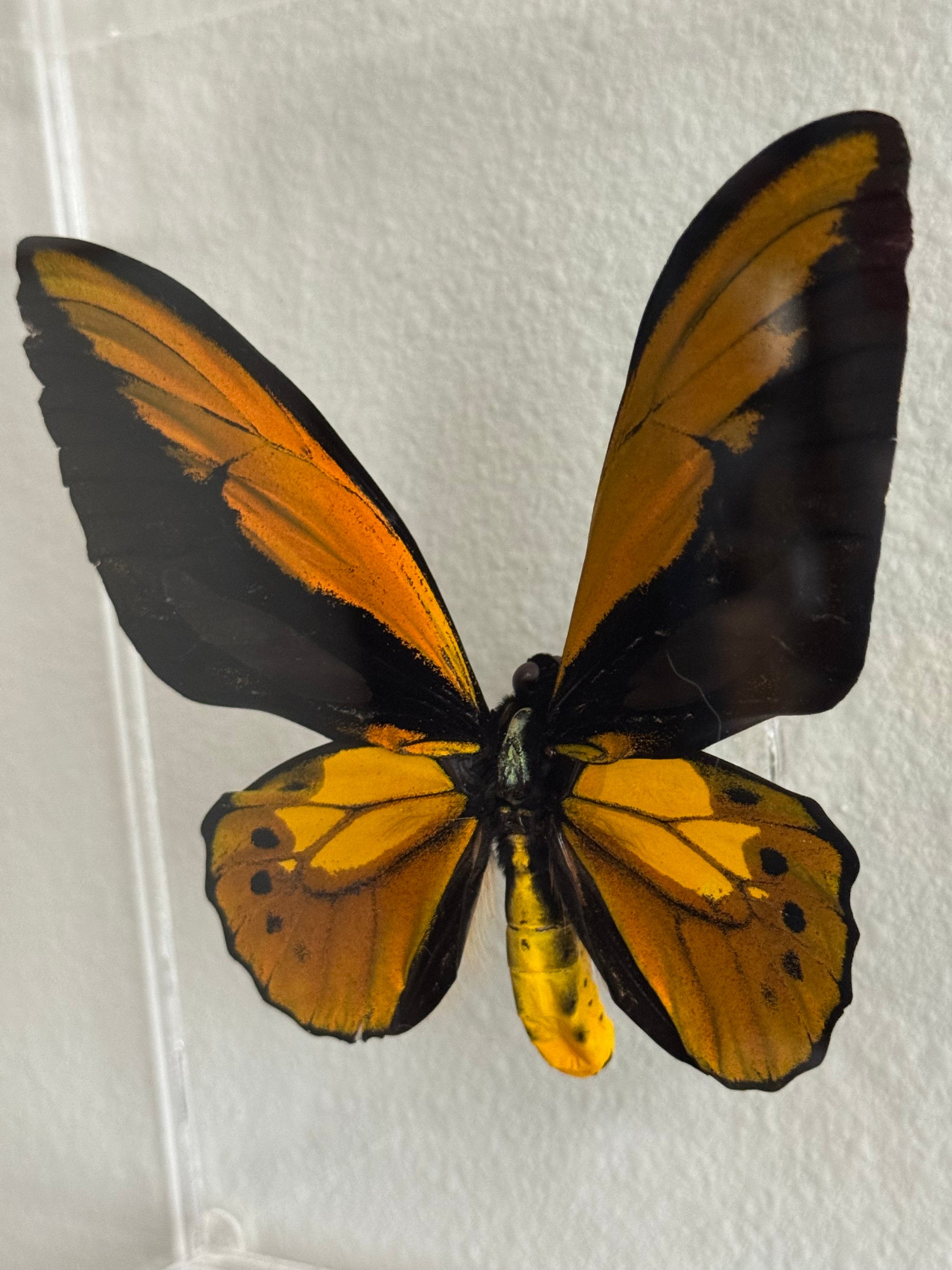 black, yellow, and brown mounted butterfly. 
