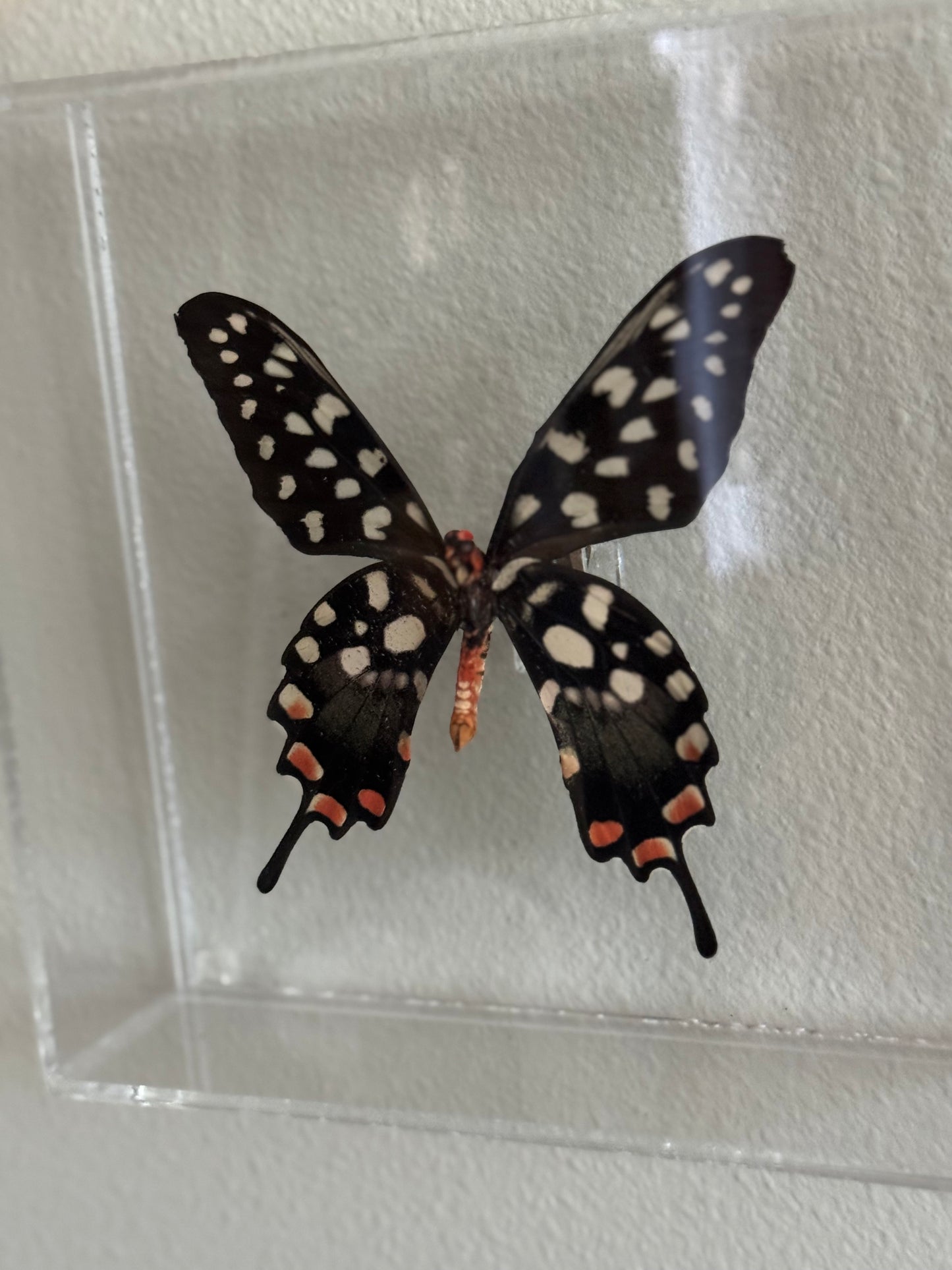 black, white, and red butterfly mounted in an acrylic shadowbox. 