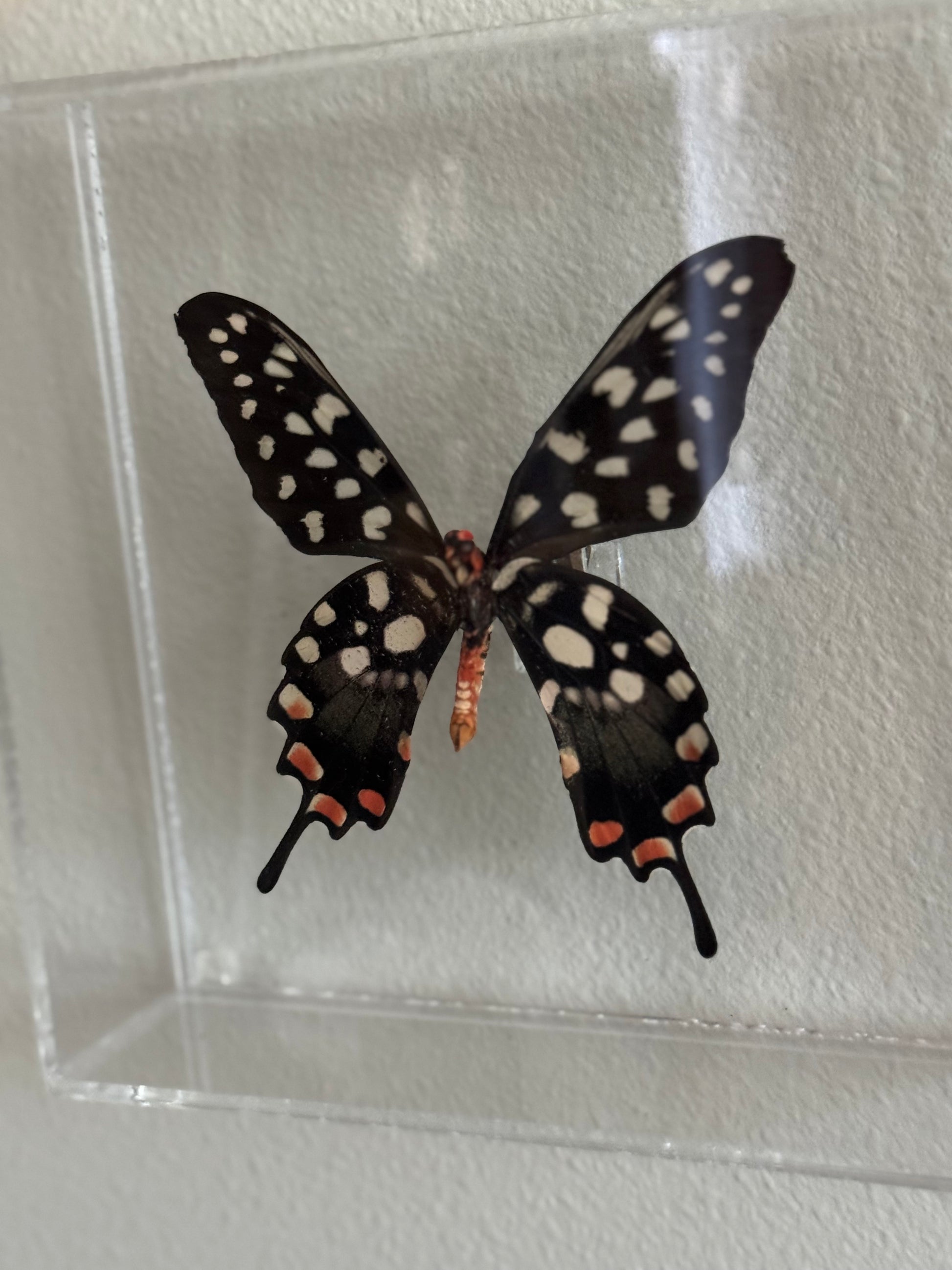 black, white, and red butterfly mounted in an acrylic shadowbox. 