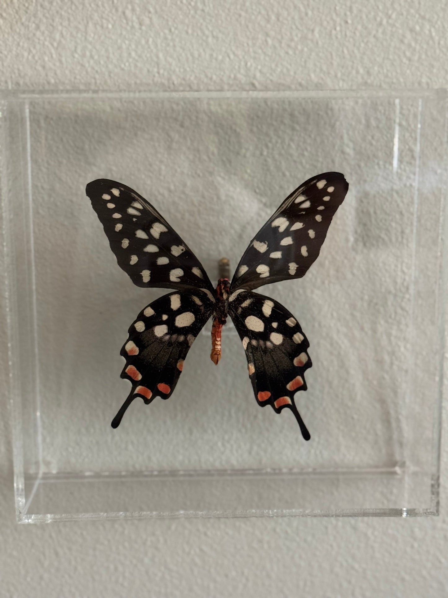black, white, and red butterfly mounted in an acrylic shadowbox.